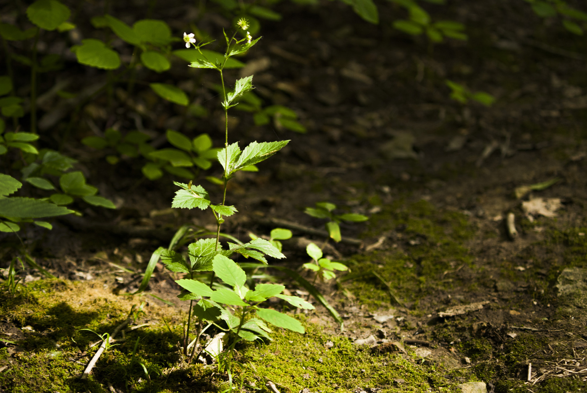 Nikon D80 + Sigma 50-150mm F2.8 EX APO DC HSM II sample photo. Plant life photography