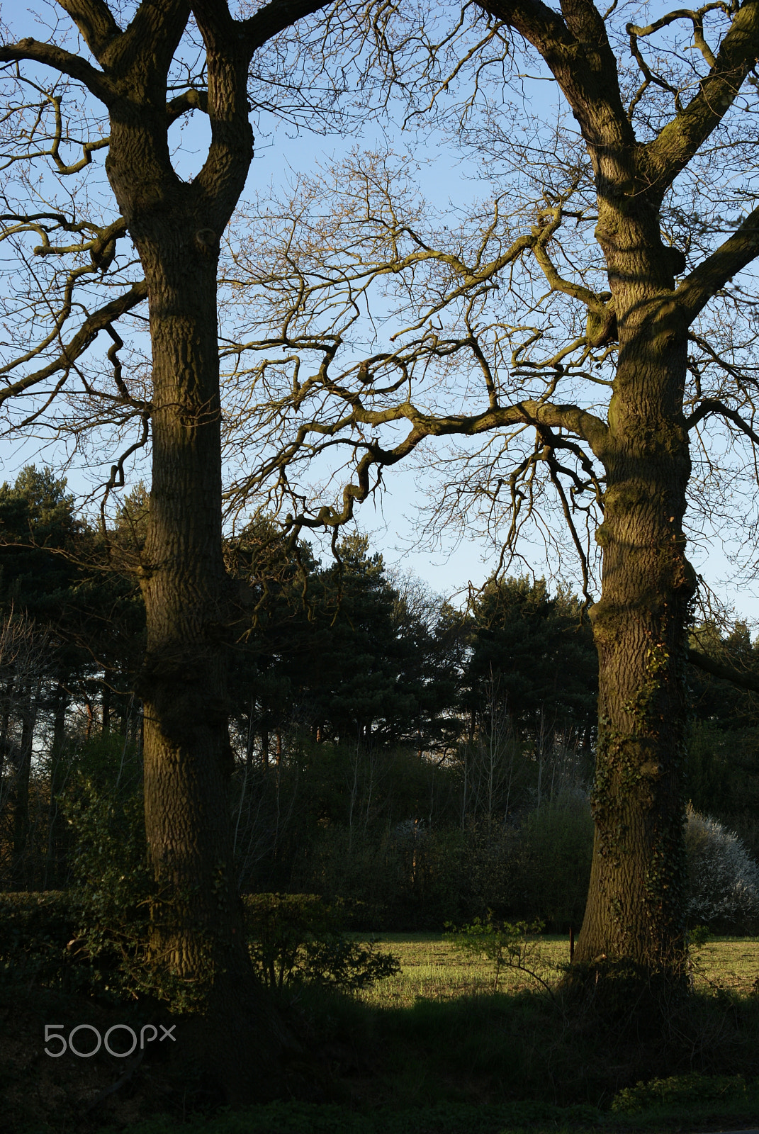 Sony Alpha DSLR-A100 sample photo. Twin strength photography