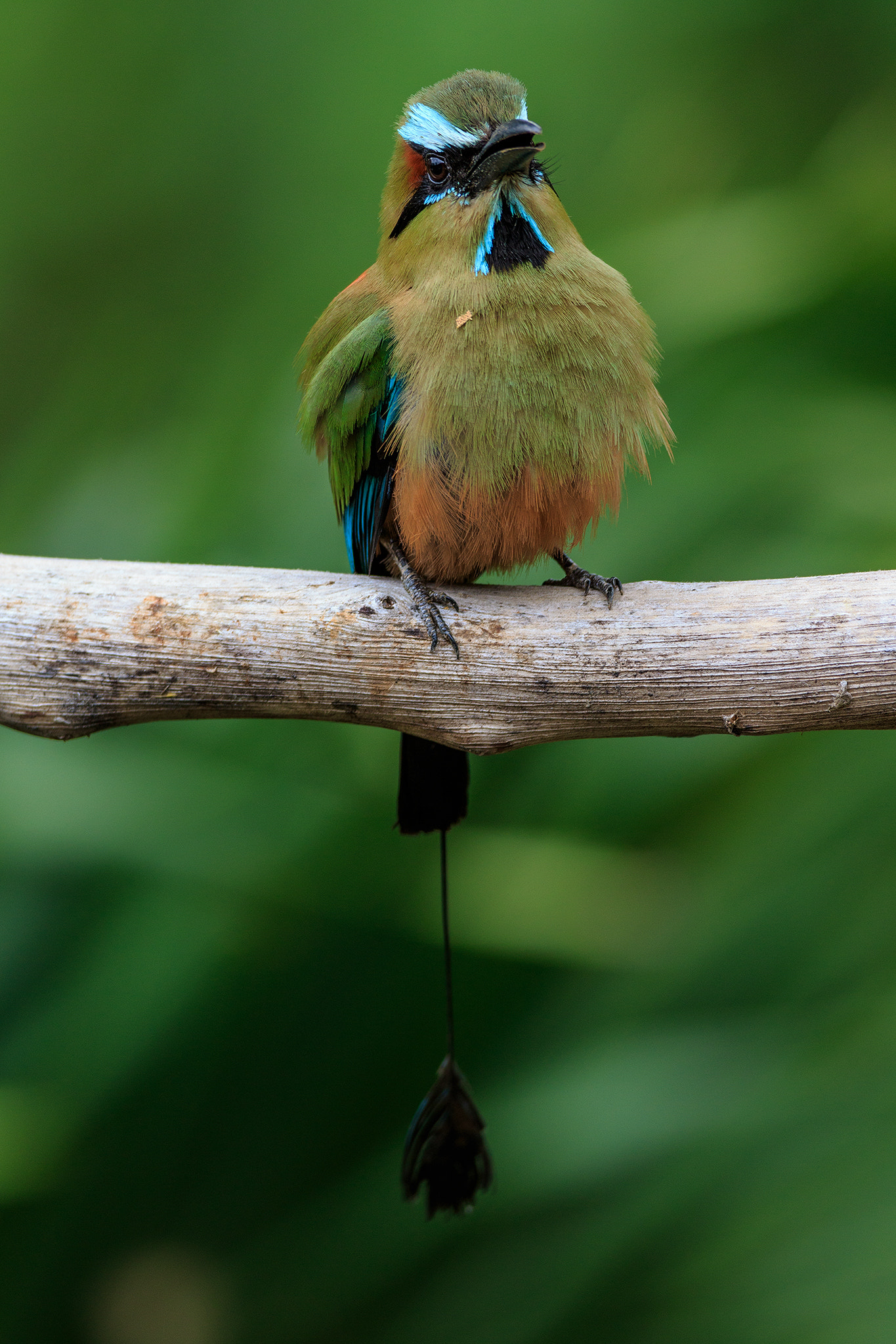 Canon EF 600mm f/4L IS sample photo. Turquoise-browed motmot photography