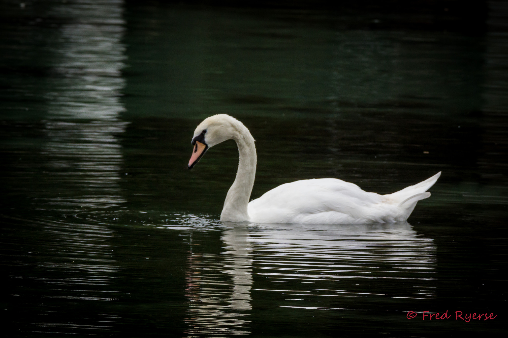 Canon EOS 600D (Rebel EOS T3i / EOS Kiss X5) + Tamron SP 150-600mm F5-6.3 Di VC USD sample photo. Trumpeter swan photography