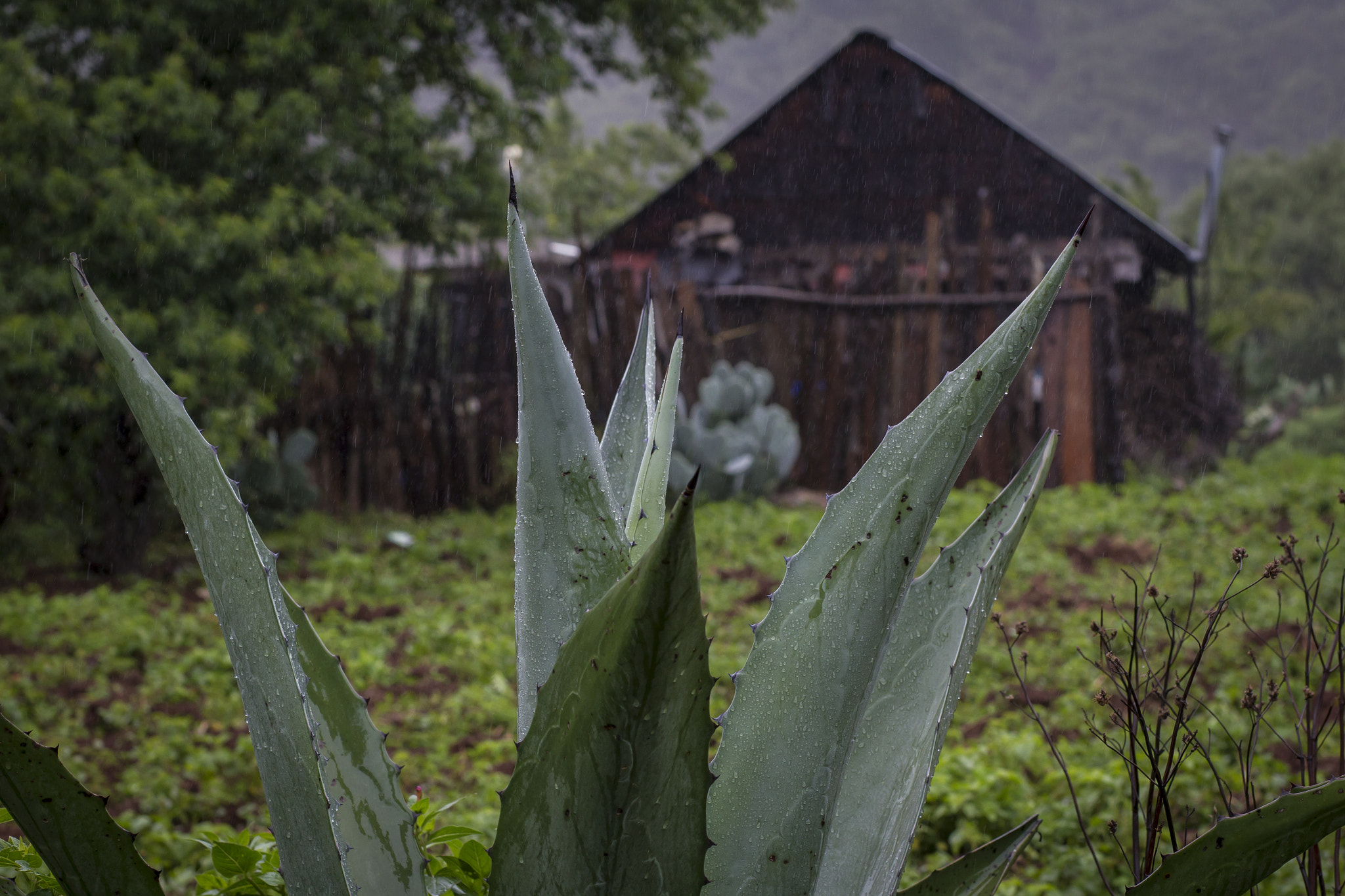 Canon EOS-1D Mark IV sample photo. Casa en comunidad. photography