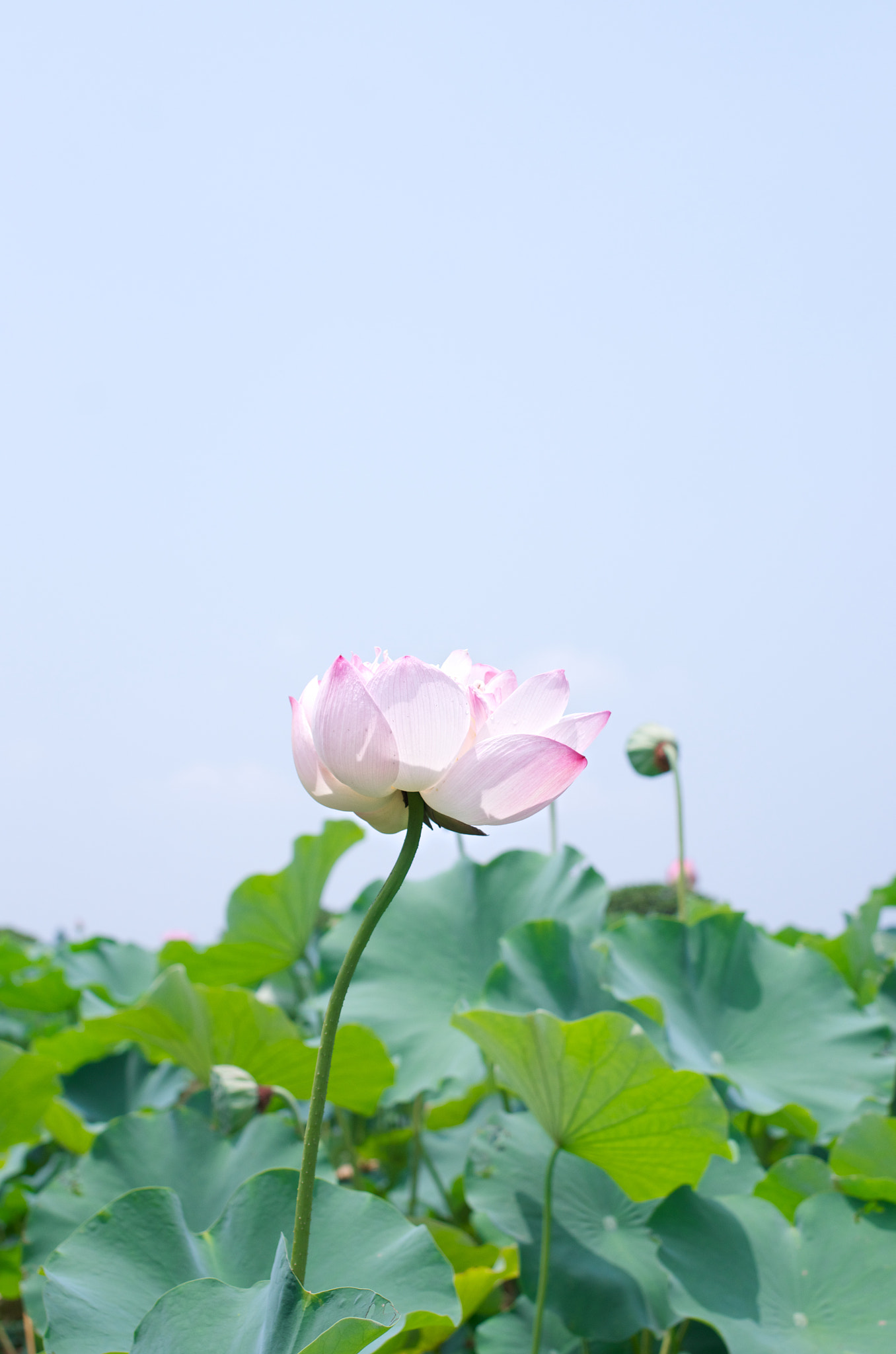 Pentax K-5 sample photo. Lotus photography