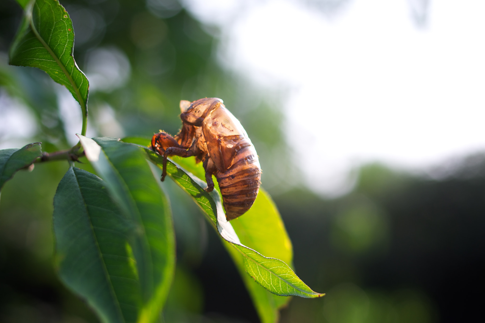 Pentax K-5 + Pentax smc DA 35mm F2.4 AL sample photo. Shell of cicada  on tree photography
