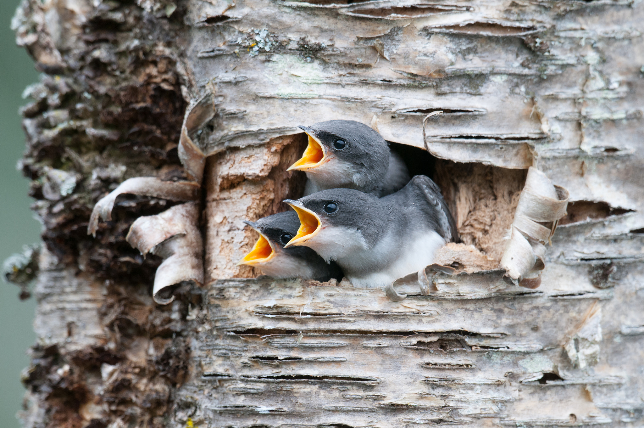 Nikon AF-S Nikkor 800mm F5.6E FL ED VR sample photo. Hirondelle bicolore, tachycineta bicolor tachycineta, tree swall photography