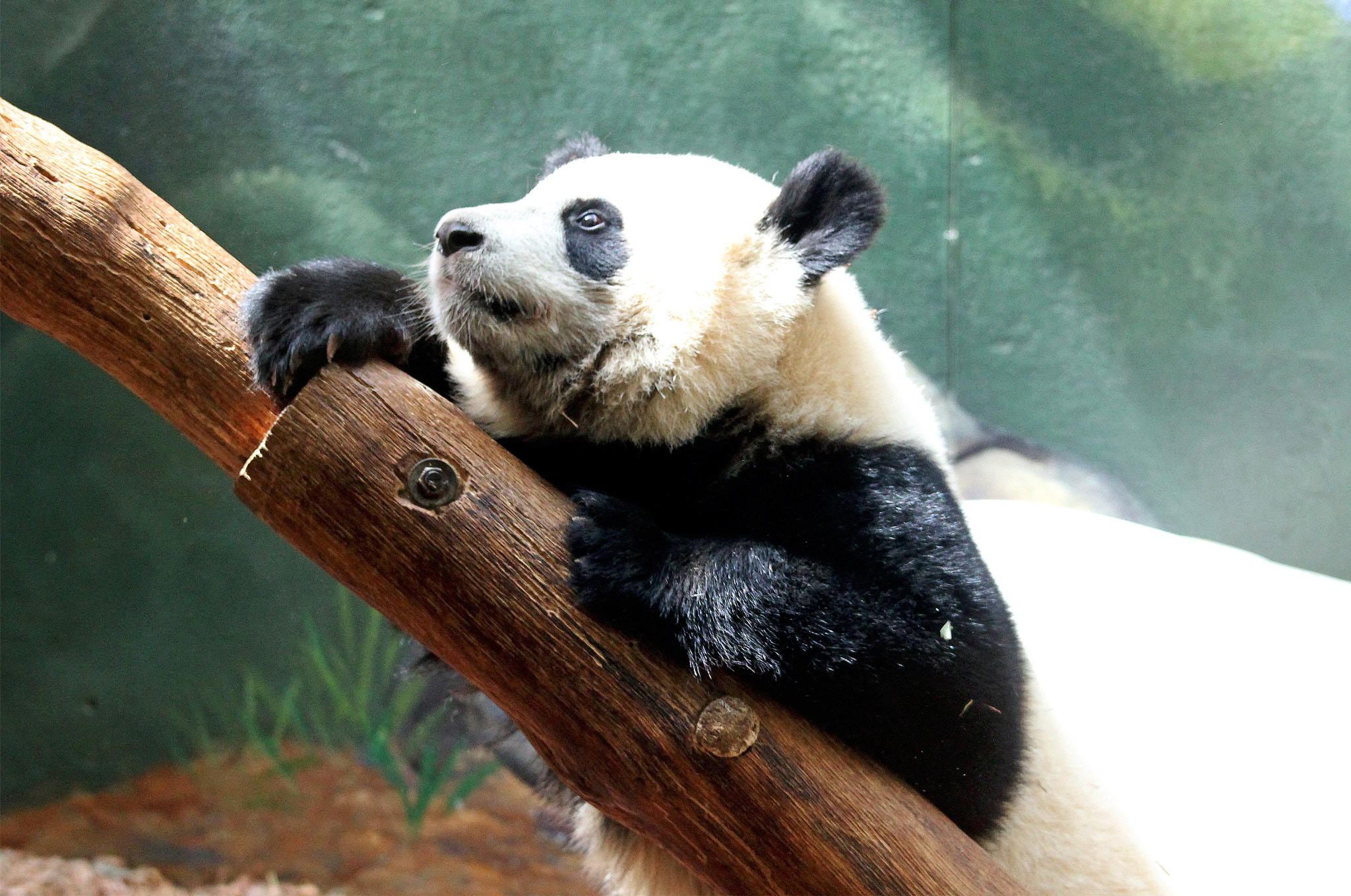 Canon EF 70-200mm F4L IS USM sample photo. Animal photography