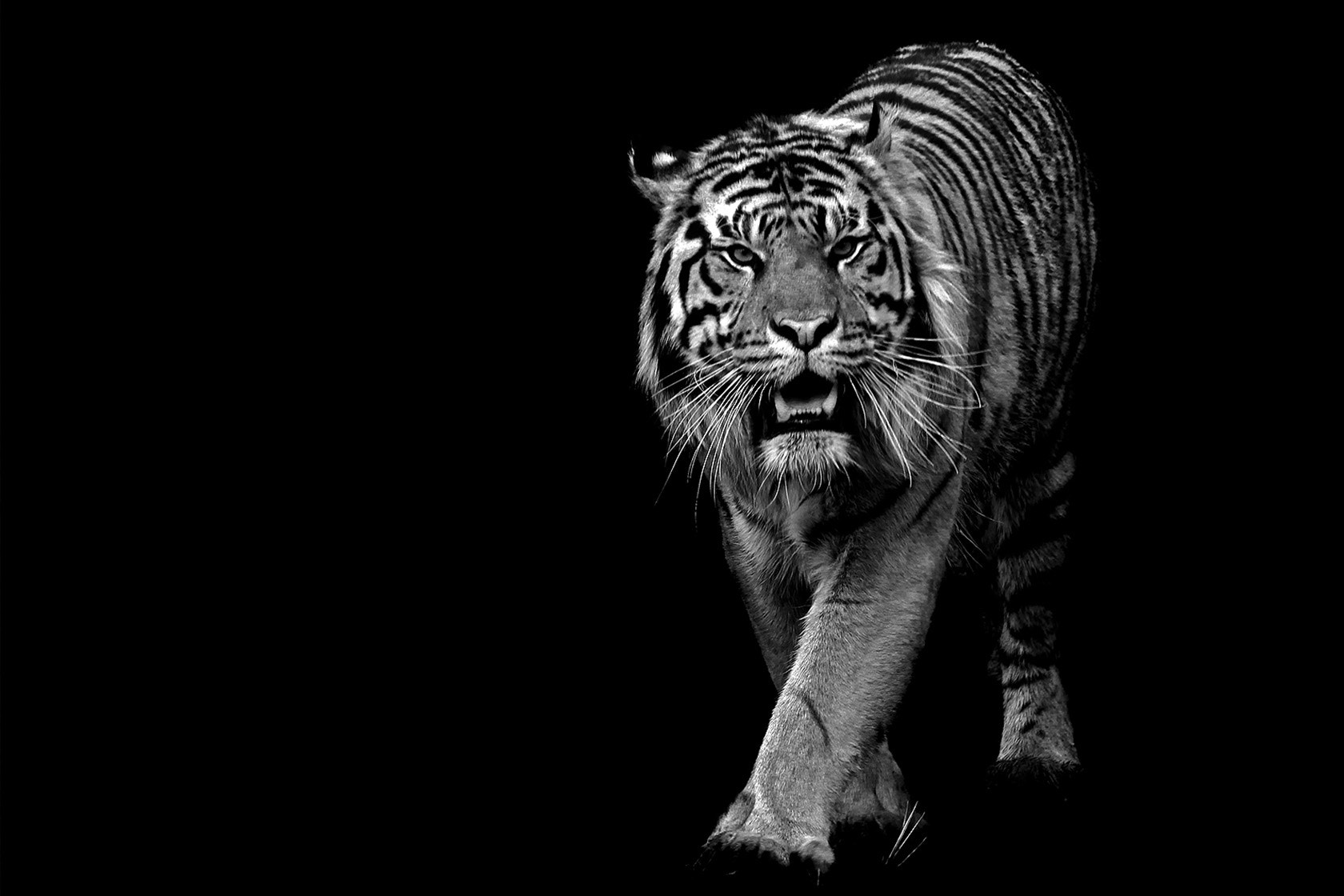 Canon EF 70-200mm F4L IS USM sample photo. Animal photography