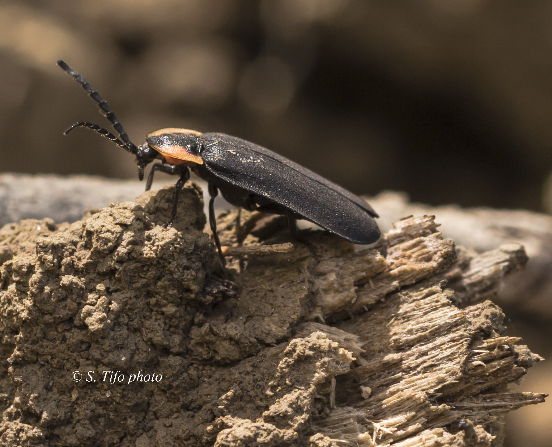 Sigma 105mm F2.8 EX DG OS HSM sample photo. Bestiole ... photography