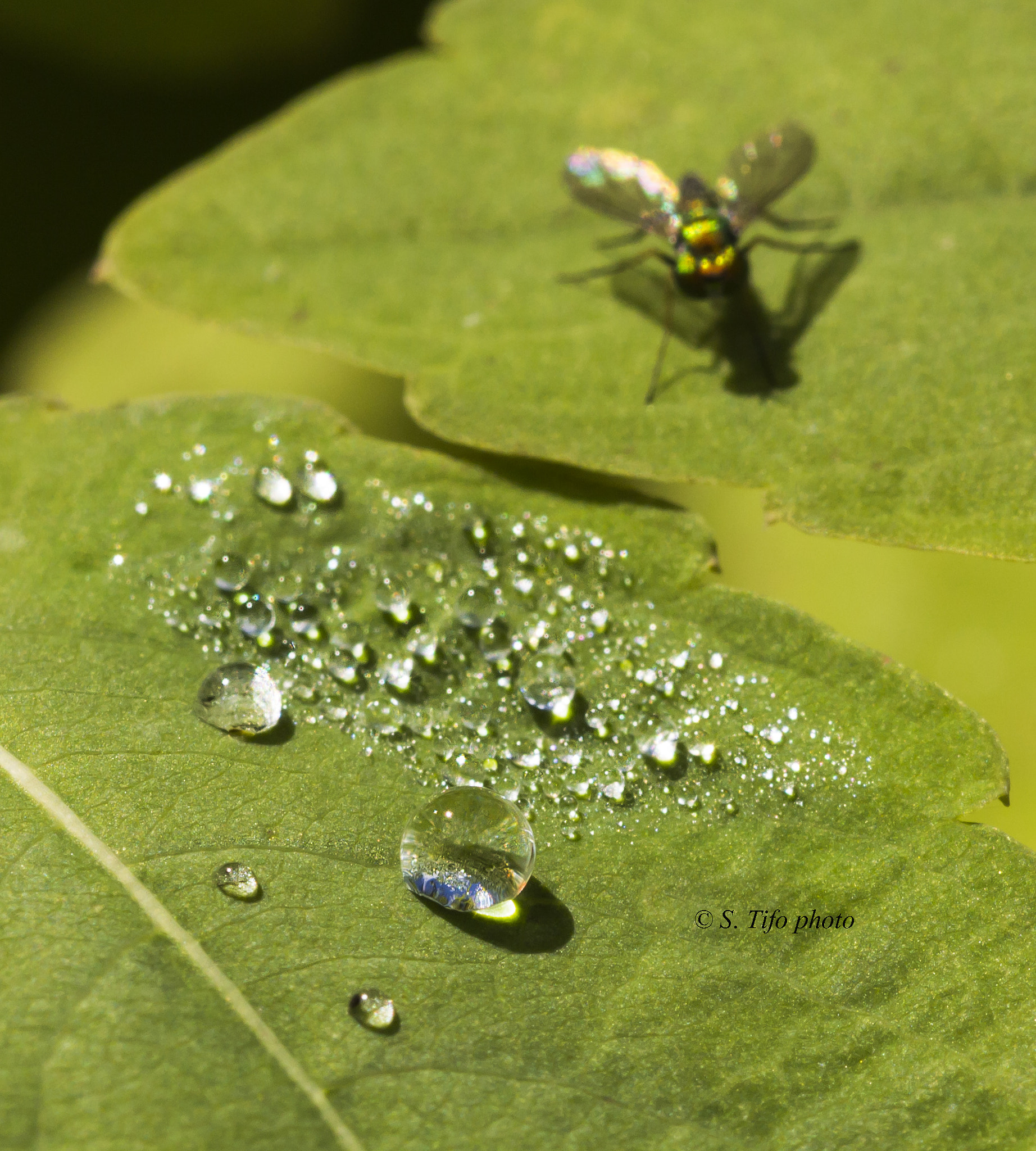 Sigma 105mm F2.8 EX DG OS HSM sample photo. Near the drops ... photography