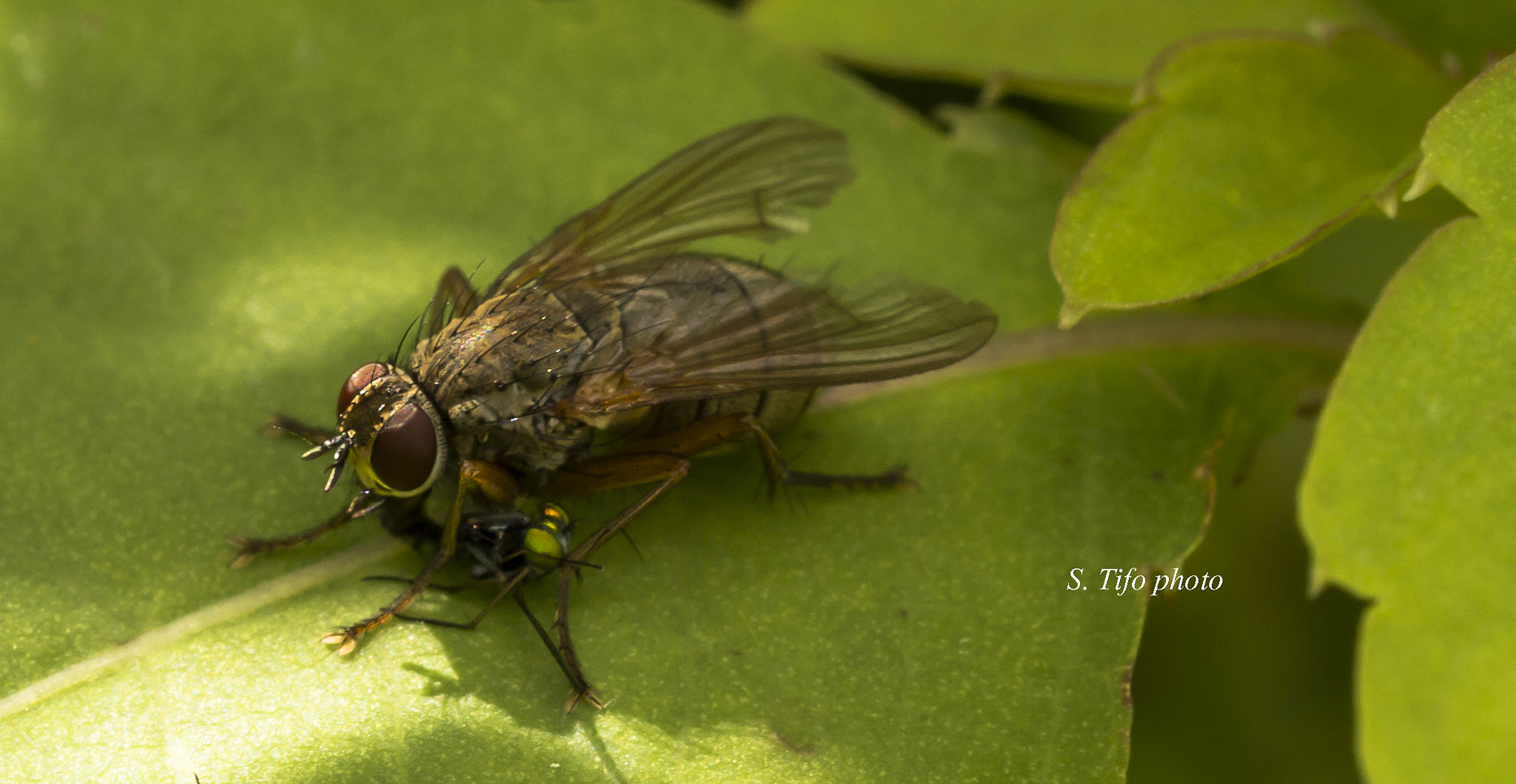 Sigma 105mm F2.8 EX DG OS HSM sample photo. Catch the dinner .... photography