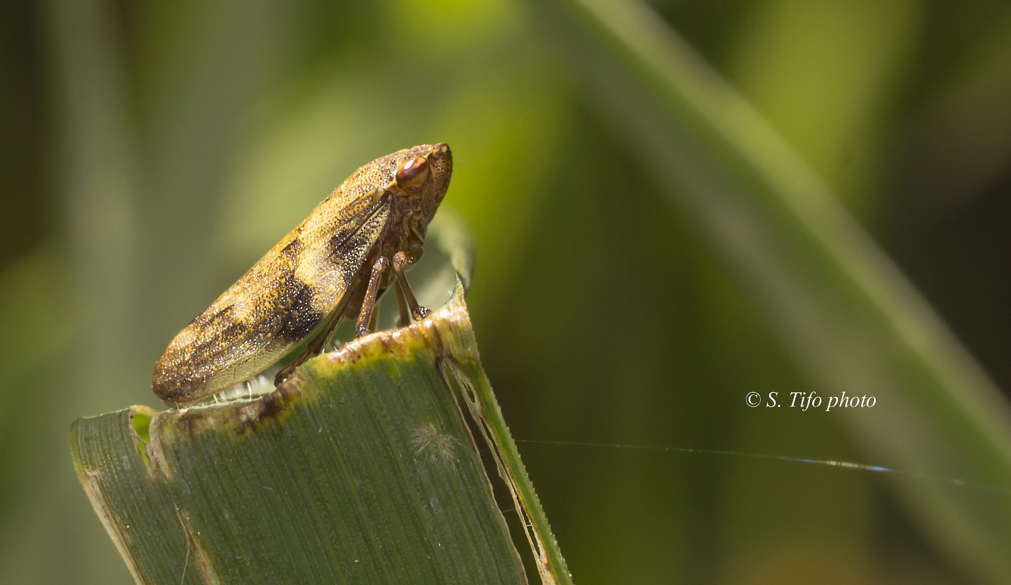 Sigma 105mm F2.8 EX DG OS HSM sample photo. Tout petit ... photography