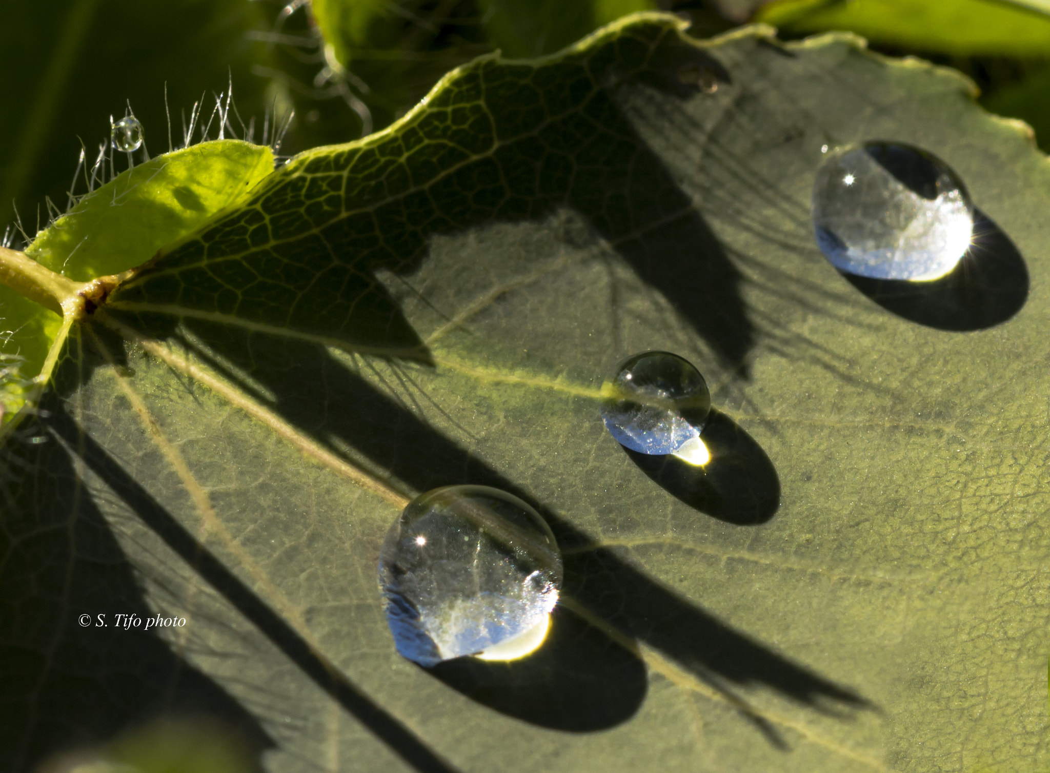 Sigma 105mm F2.8 EX DG OS HSM sample photo. Sunbath on the leave ... photography