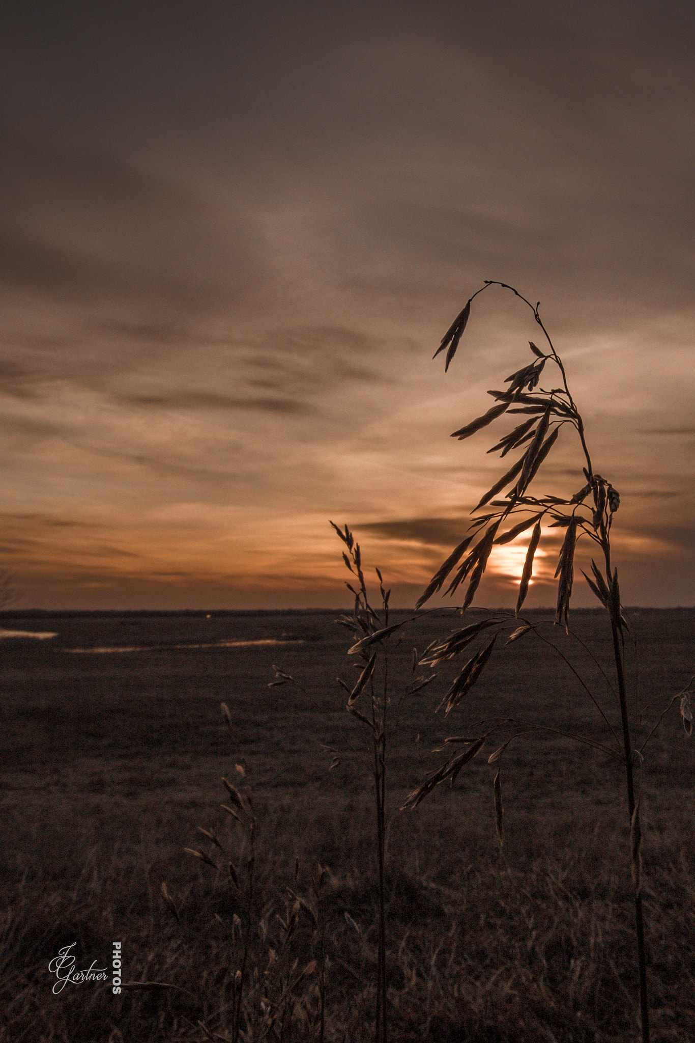 Canon EOS 650D (EOS Rebel T4i / EOS Kiss X6i) sample photo. Silhouette grrass photography