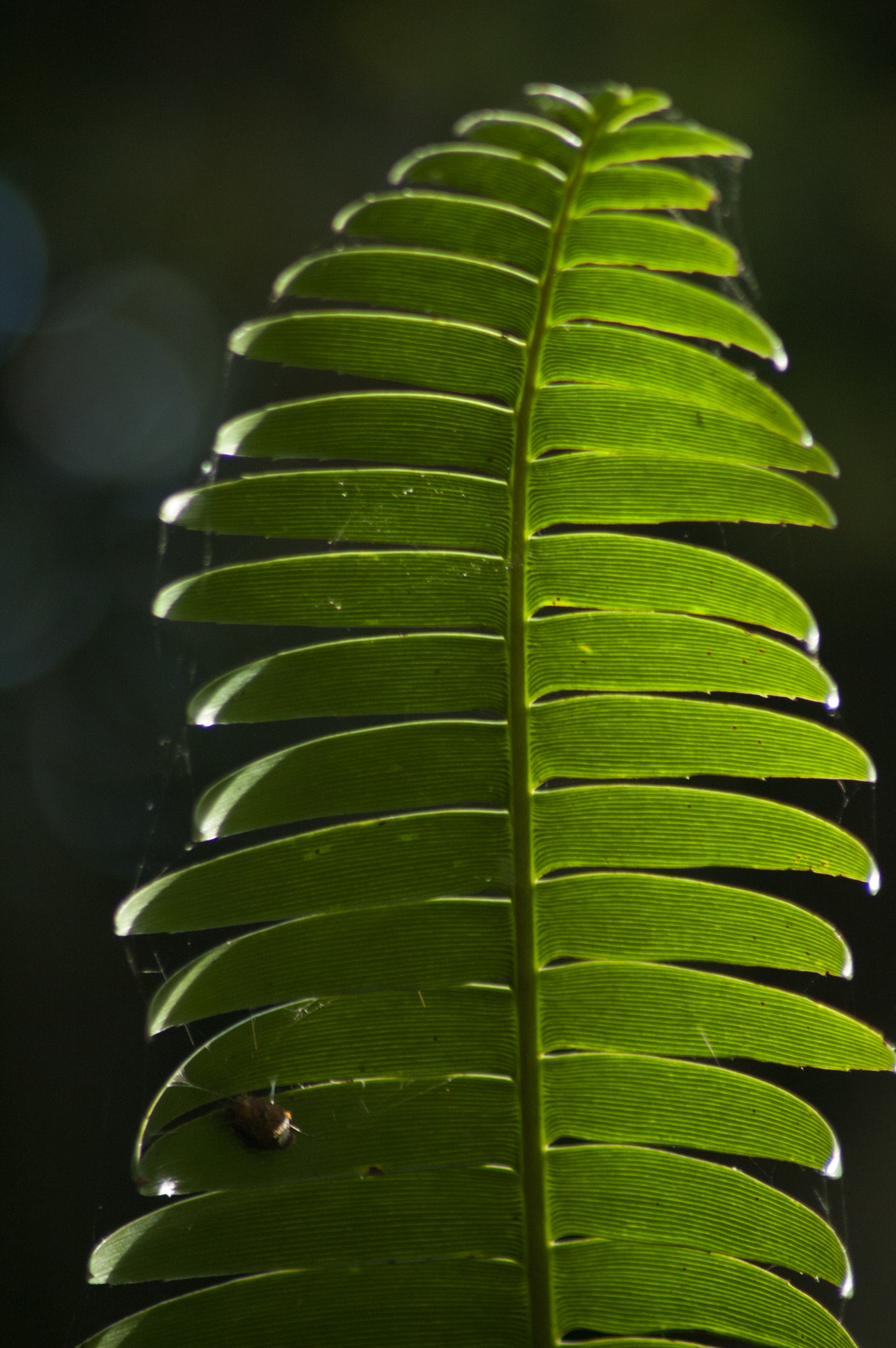 Nikon D70 sample photo. Its a different world down there photography