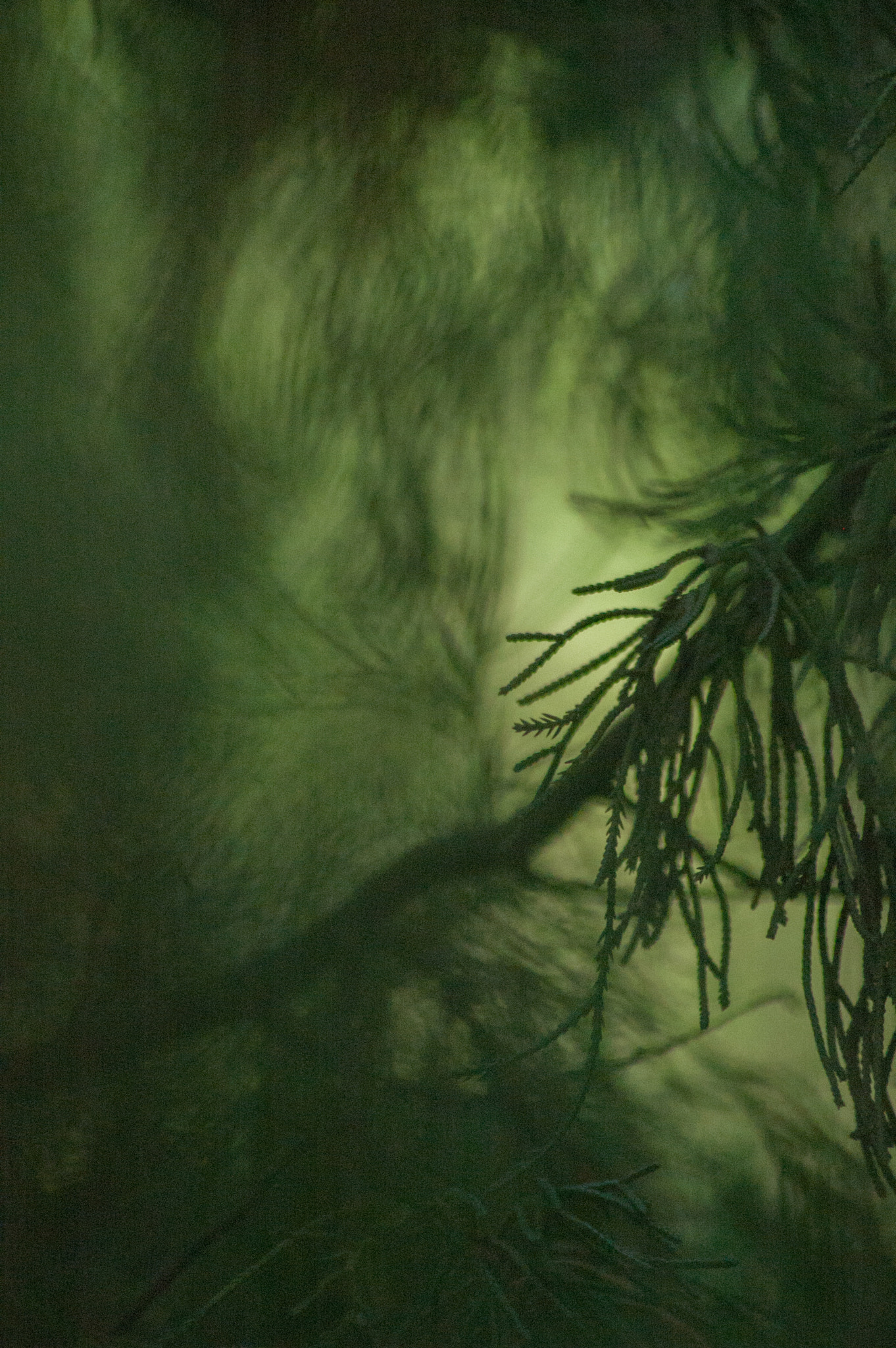 Nikon D70 sample photo. The spirit of the forest photography