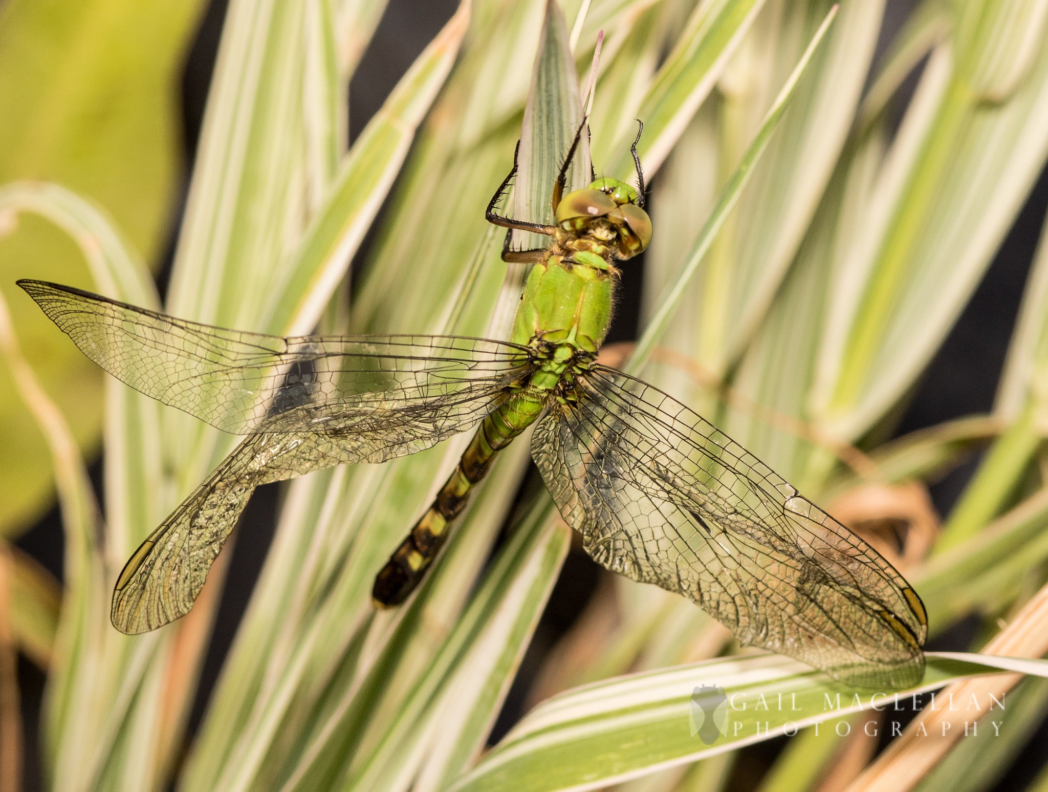 Sigma 105mm F2.8 EX DG Macro sample photo