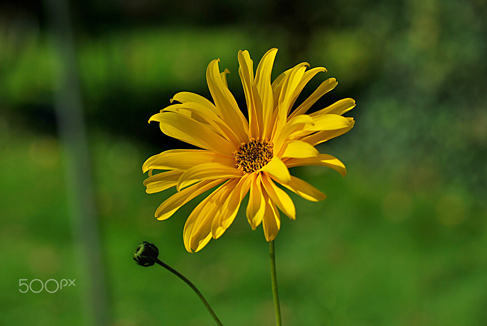 Nikon D60 sample photo. ...bloomed only for you photography