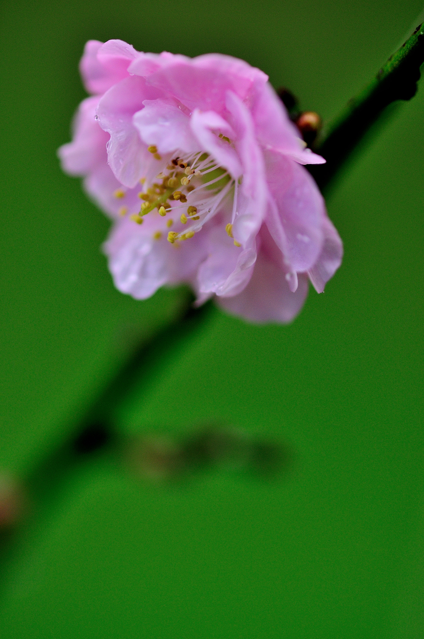 ZEISS Makro-Planar T* 100mm F2 sample photo. Dsc_6008.jpg photography