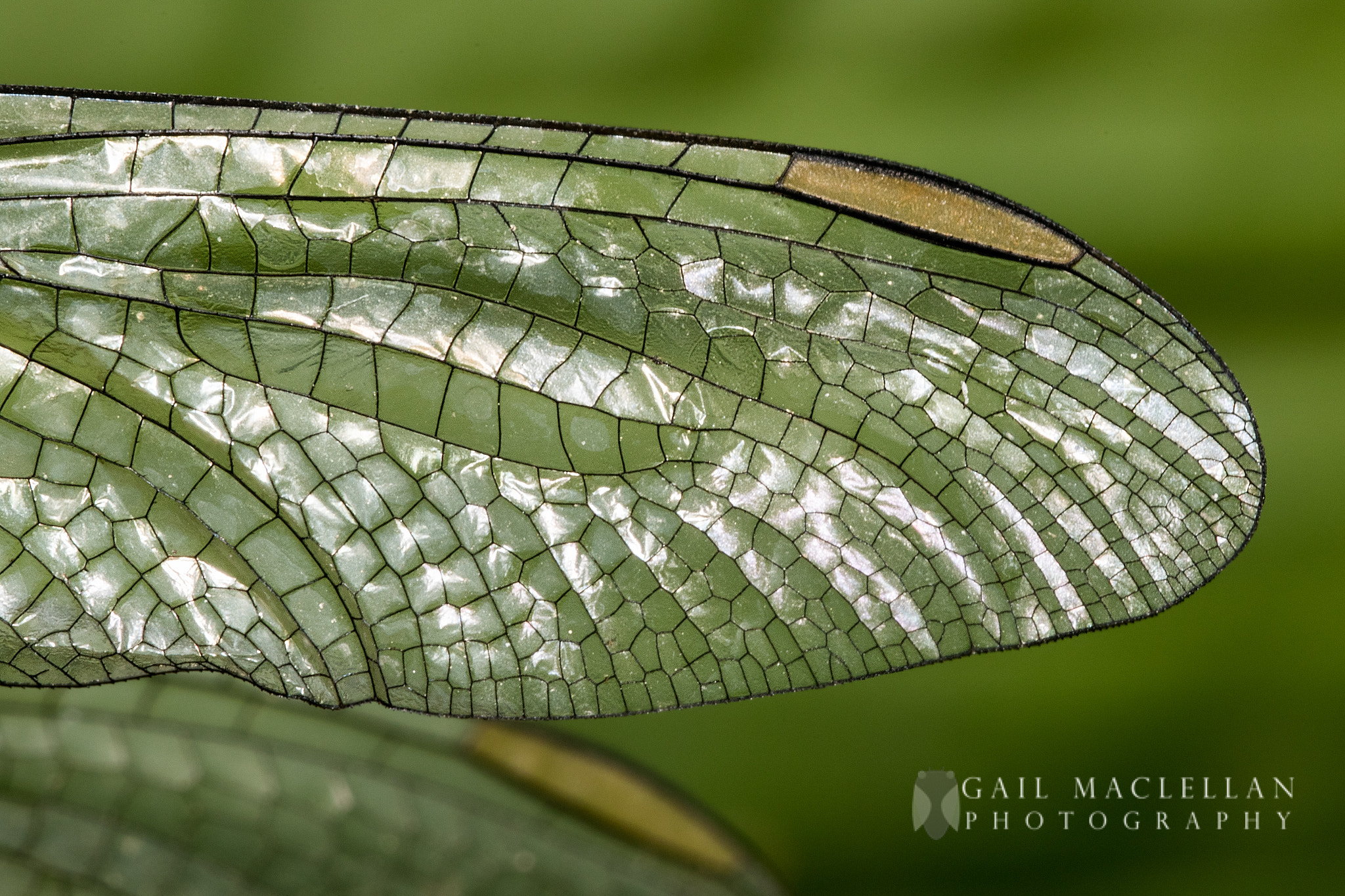 Sigma 105mm F2.8 EX DG Macro sample photo. Dragonfly wing detail photography