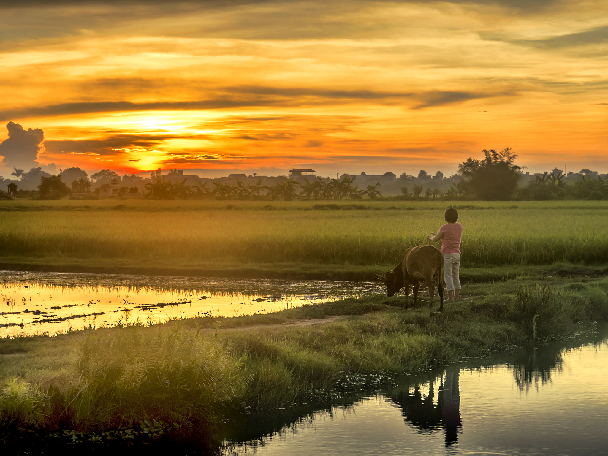 Nikon D5300 + Sigma 18-250mm F3.5-6.3 DC OS HSM sample photo. Sunset in the rice fields. photography