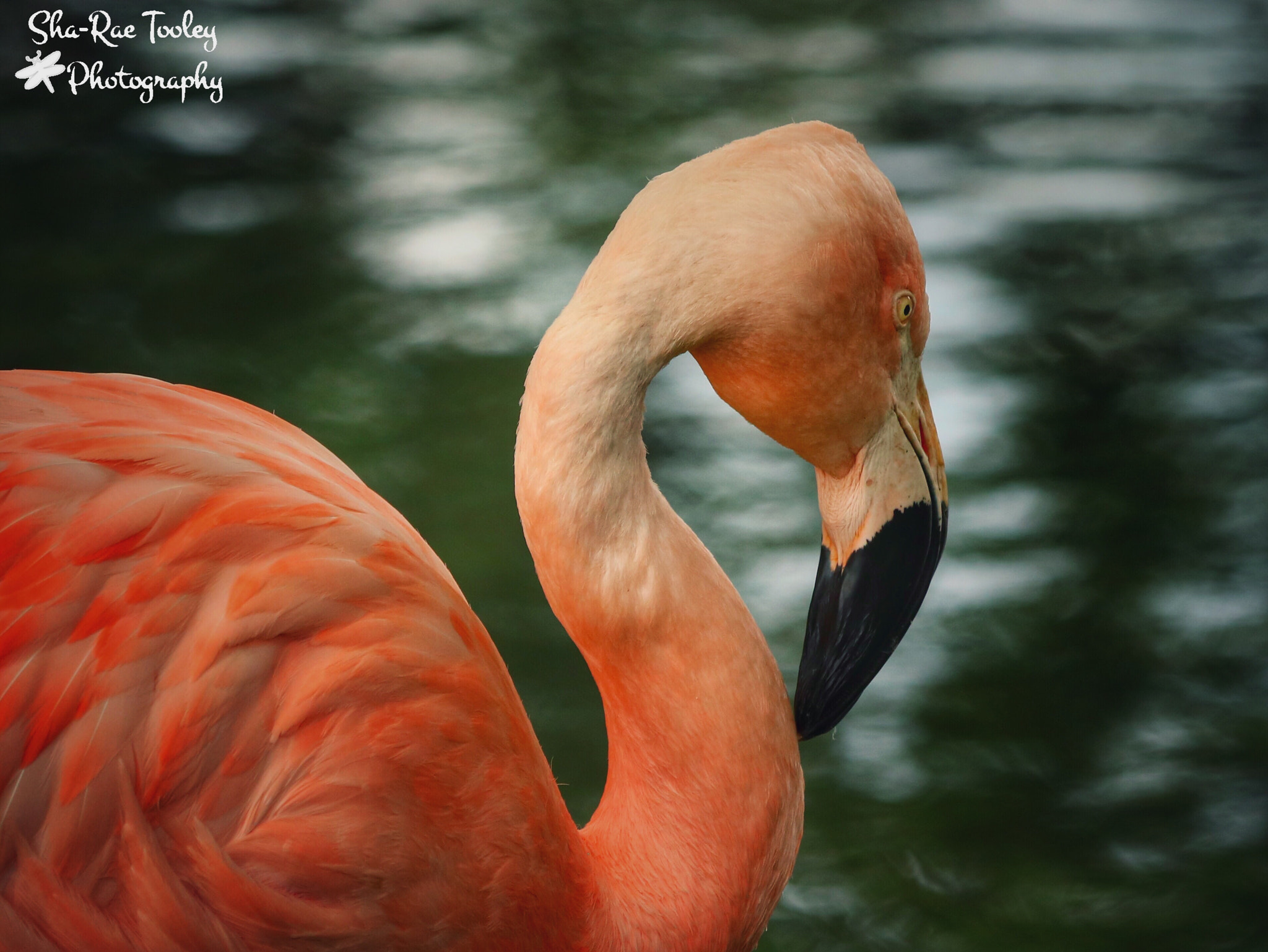 Canon EF 70-300mm F4-5.6 IS USM sample photo. Flamingo photography