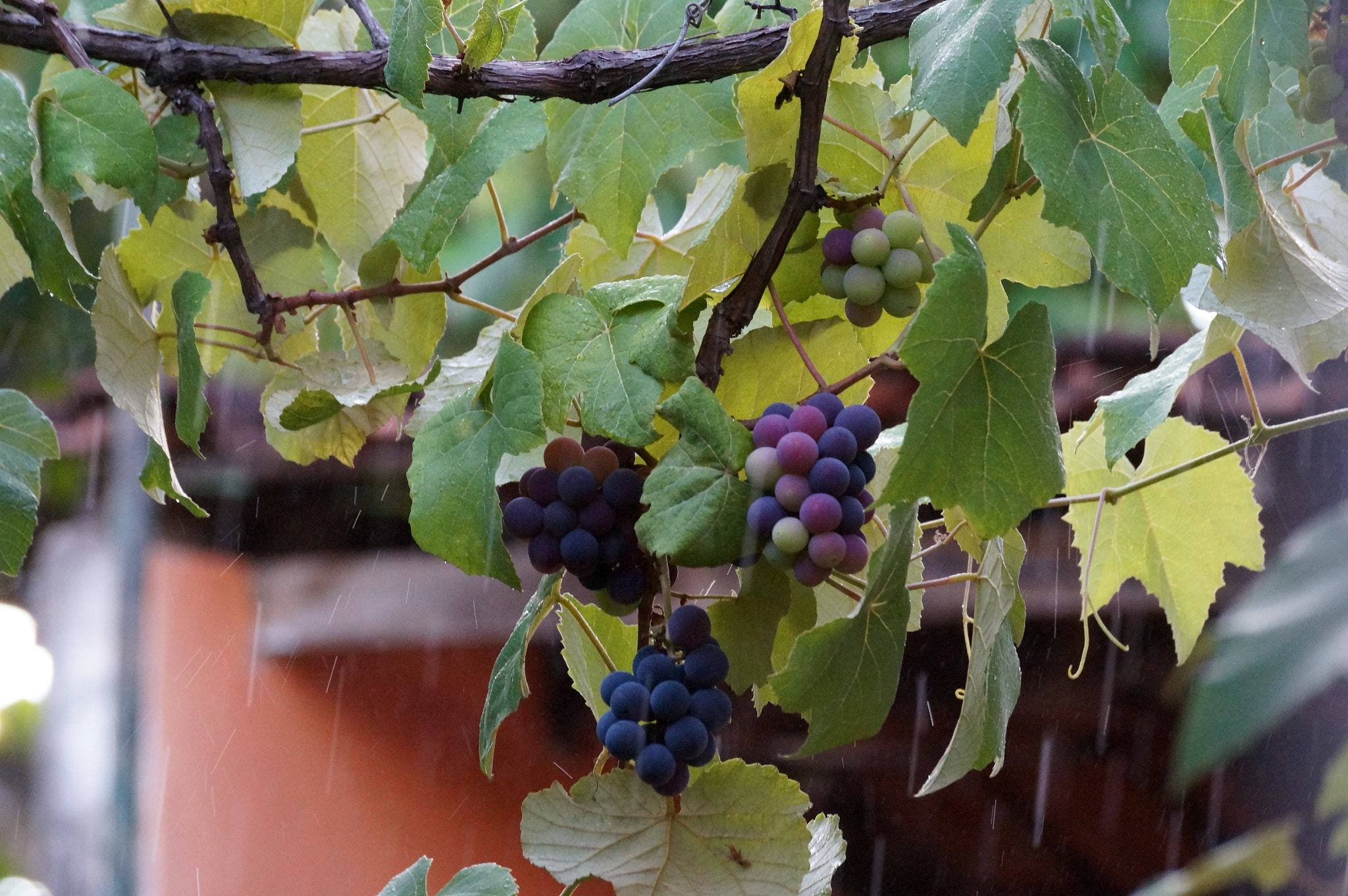 Sony SLT-A37 sample photo. Washing the grapes. photography
