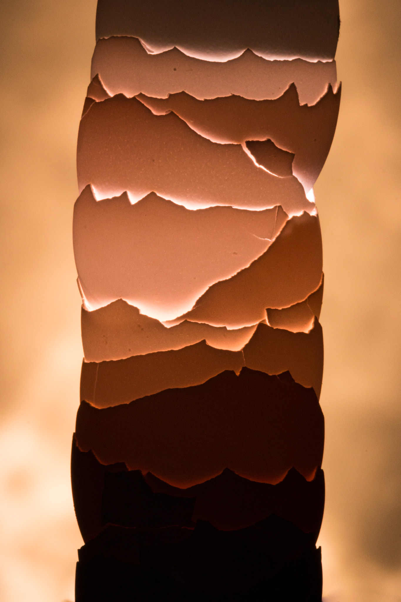 Sigma 150-600mm F5-6.3 DG OS HSM | C sample photo. Spectacular eggs photography