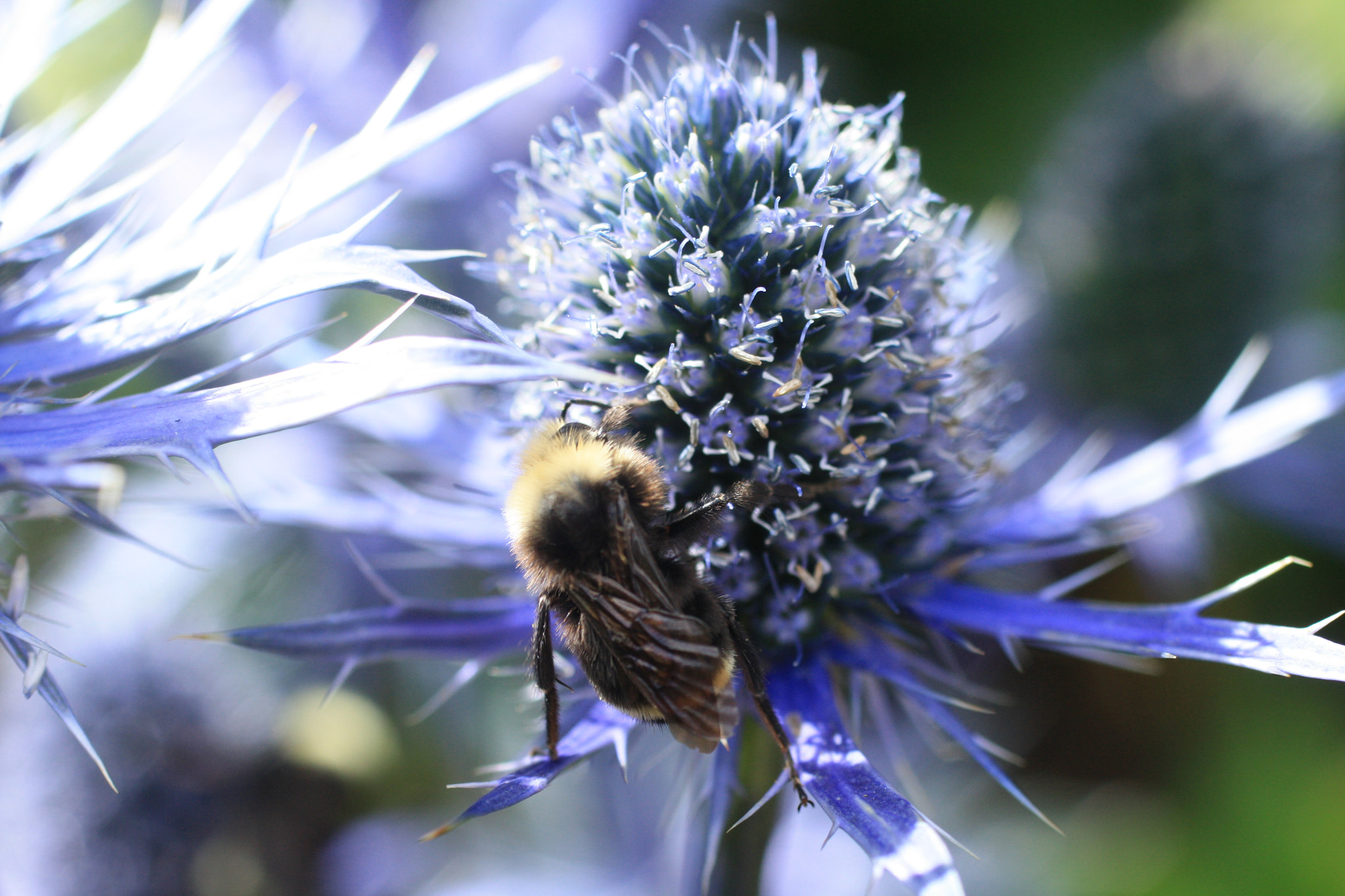 Canon EF 50mm F2.5 Macro sample photo. Bee holly photography