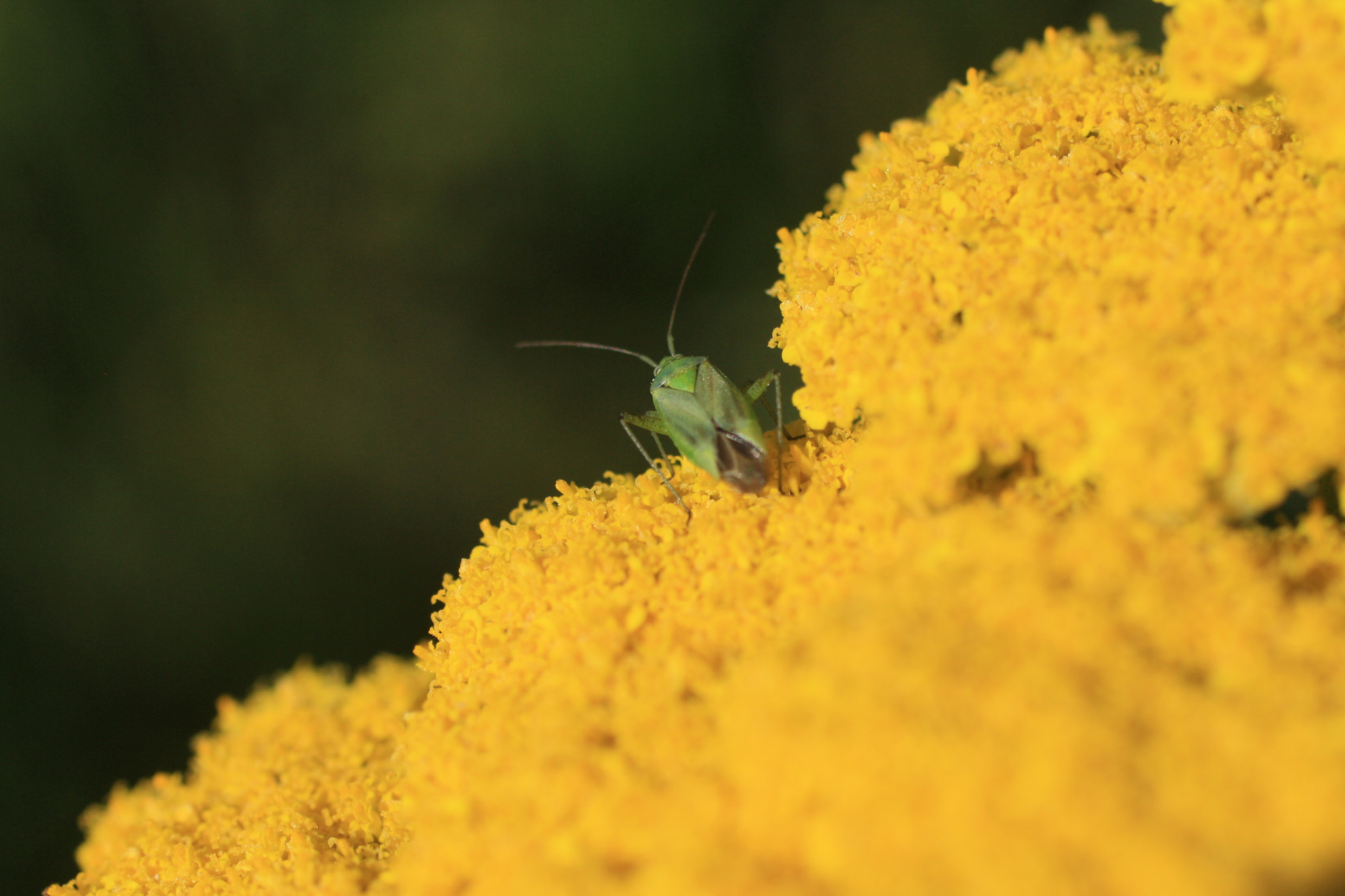 Canon EF 50mm F2.5 Macro sample photo. Yellow yarrow photography
