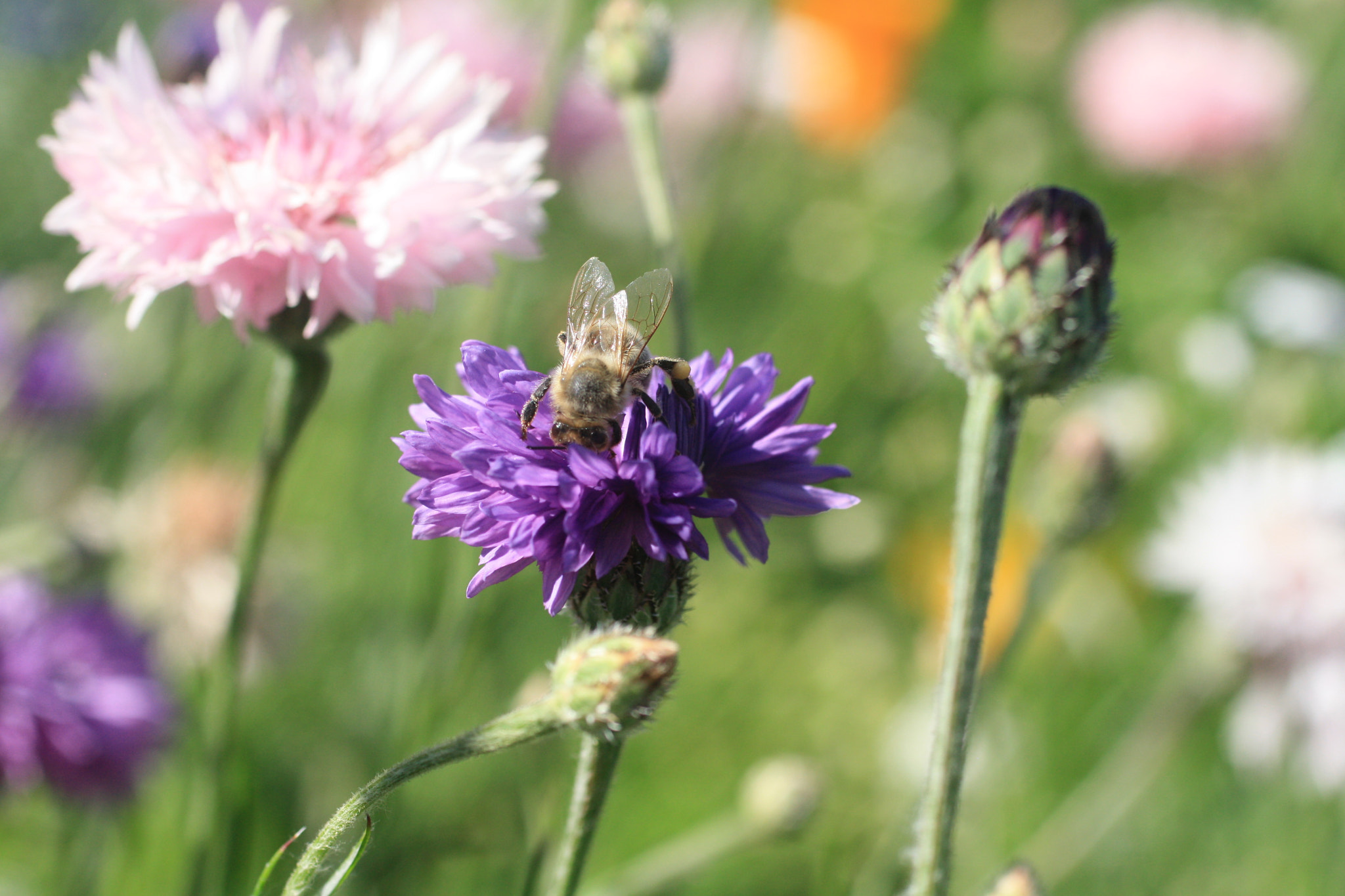 Canon EF 50mm F2.5 Macro sample photo. Bachelor button bee photography