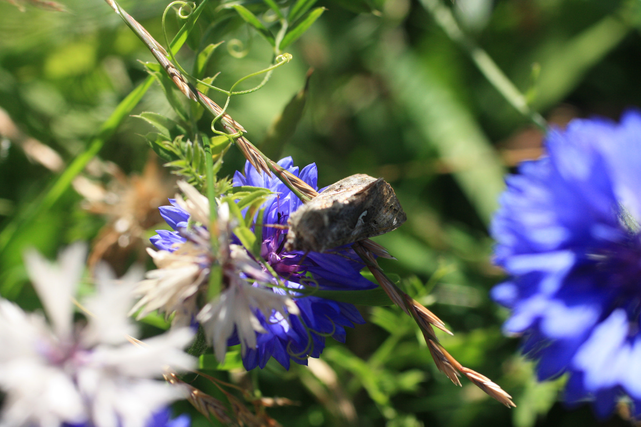Canon EF 50mm F2.5 Macro sample photo. Moth photography
