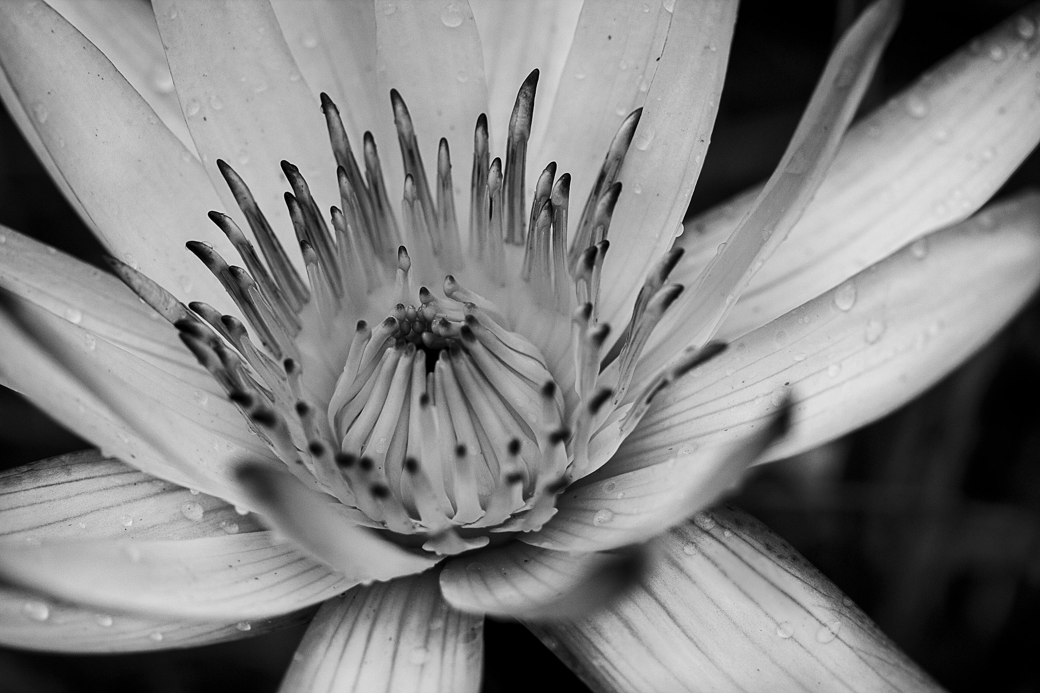 Canon EF-S 60mm F2.8 Macro USM sample photo. Flower photography