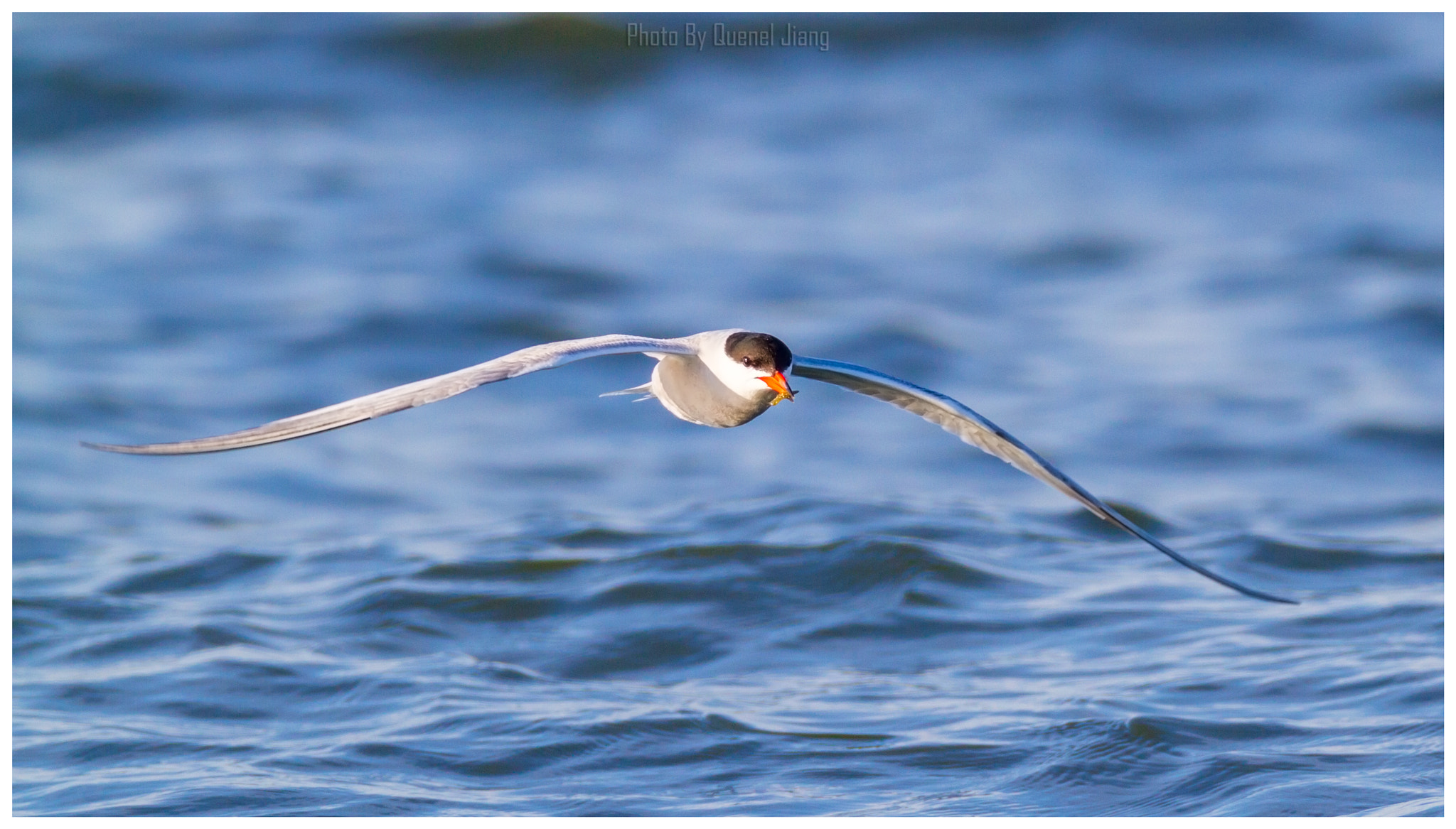 Canon EOS 7D + Canon EF 600mm F4L IS USM sample photo. Tern in flight photography