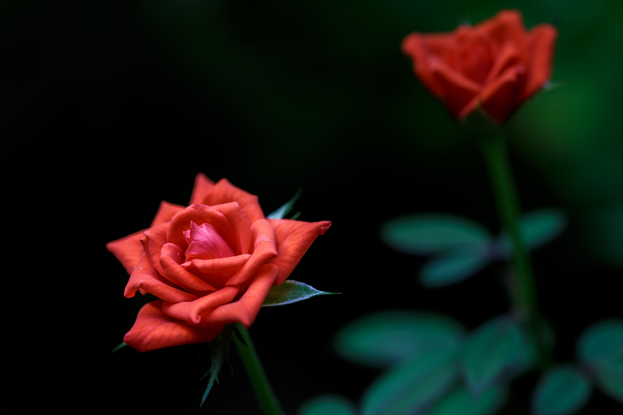 Canon EOS 6D + Sigma 105mm F2.8 EX DG Macro sample photo. Roses photography