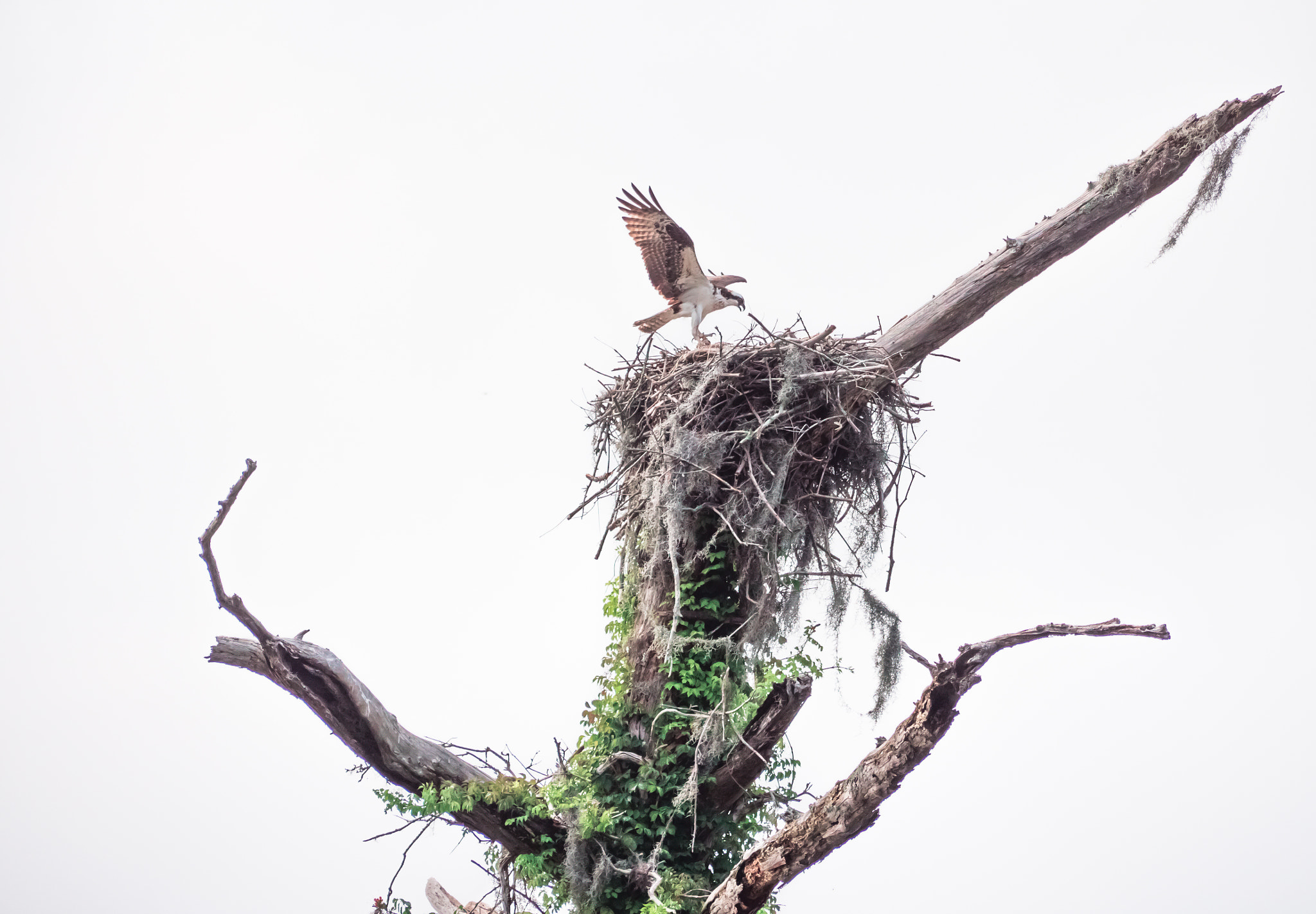 Panasonic Lumix DMC-GX8 + Panasonic Lumix G Vario 45-200mm F4-5.6 OIS sample photo. Osprey in nest photography