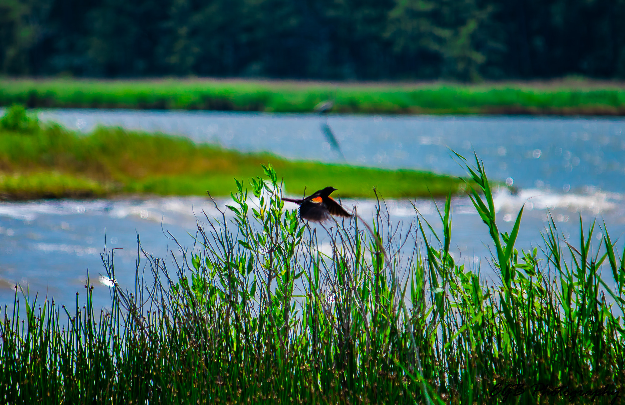 Canon EF-S 55-250mm F4-5.6 IS sample photo. Fly away photography