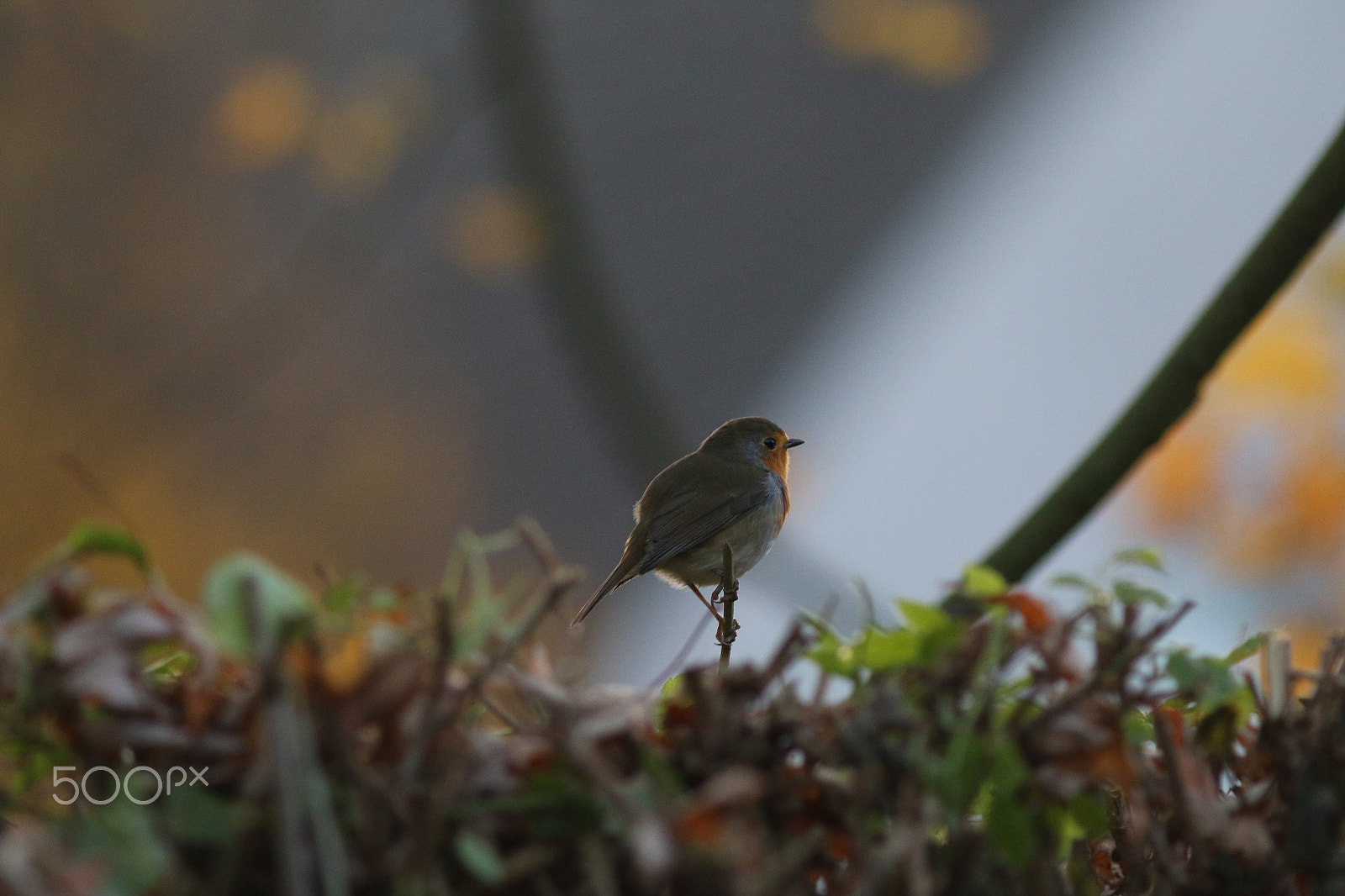 Canon EOS 70D + Canon EF 200mm F2.8L II USM sample photo. Der frühe vogel ... photography