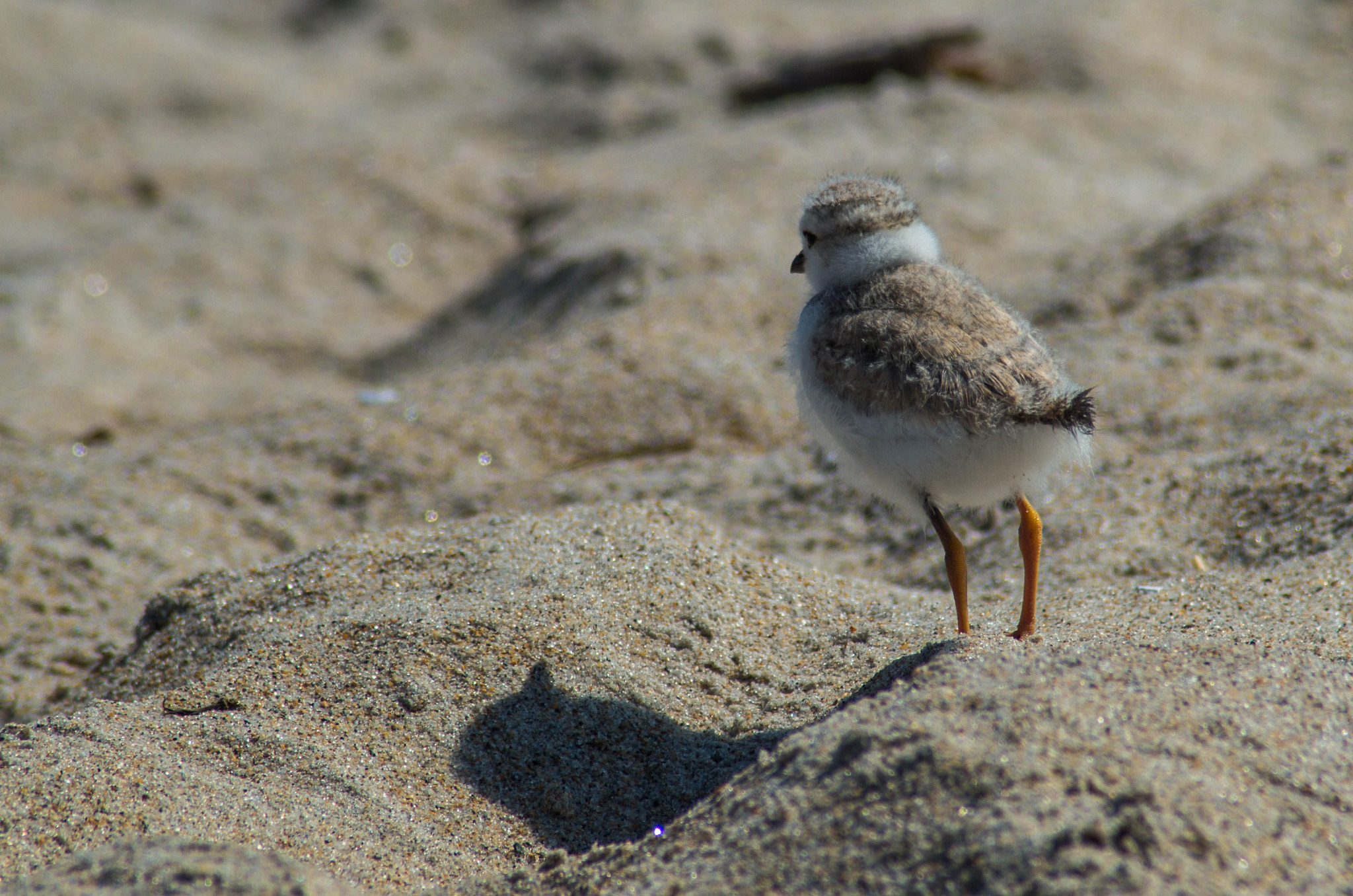 Tamron AF 70-300mm F4-5.6 Di LD Macro sample photo. Little chick, big world photography