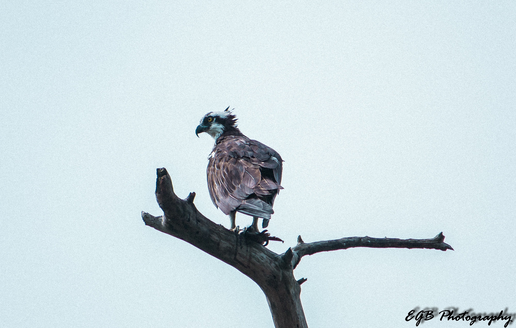 Canon EF-S 55-250mm F4-5.6 IS sample photo. The hunt. (osprey) photography
