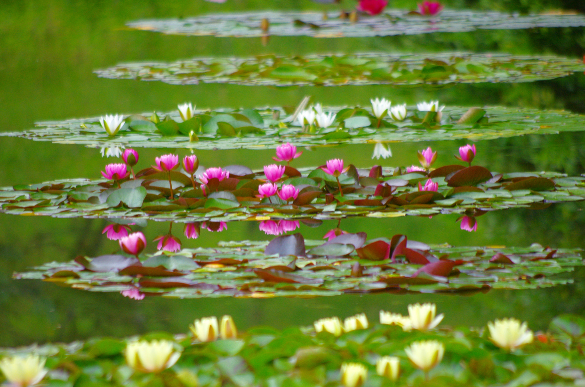 Pentax K-5 sample photo. Small water lilies islands photography
