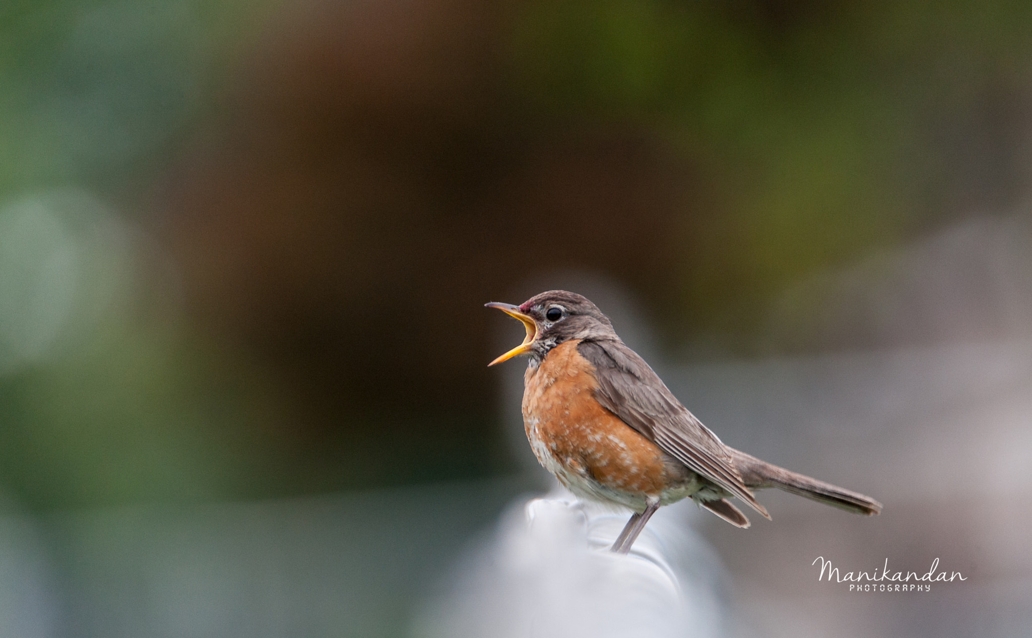 Canon EOS-1D Mark III + Tamron SP 150-600mm F5-6.3 Di VC USD sample photo. Robin on the fence photography