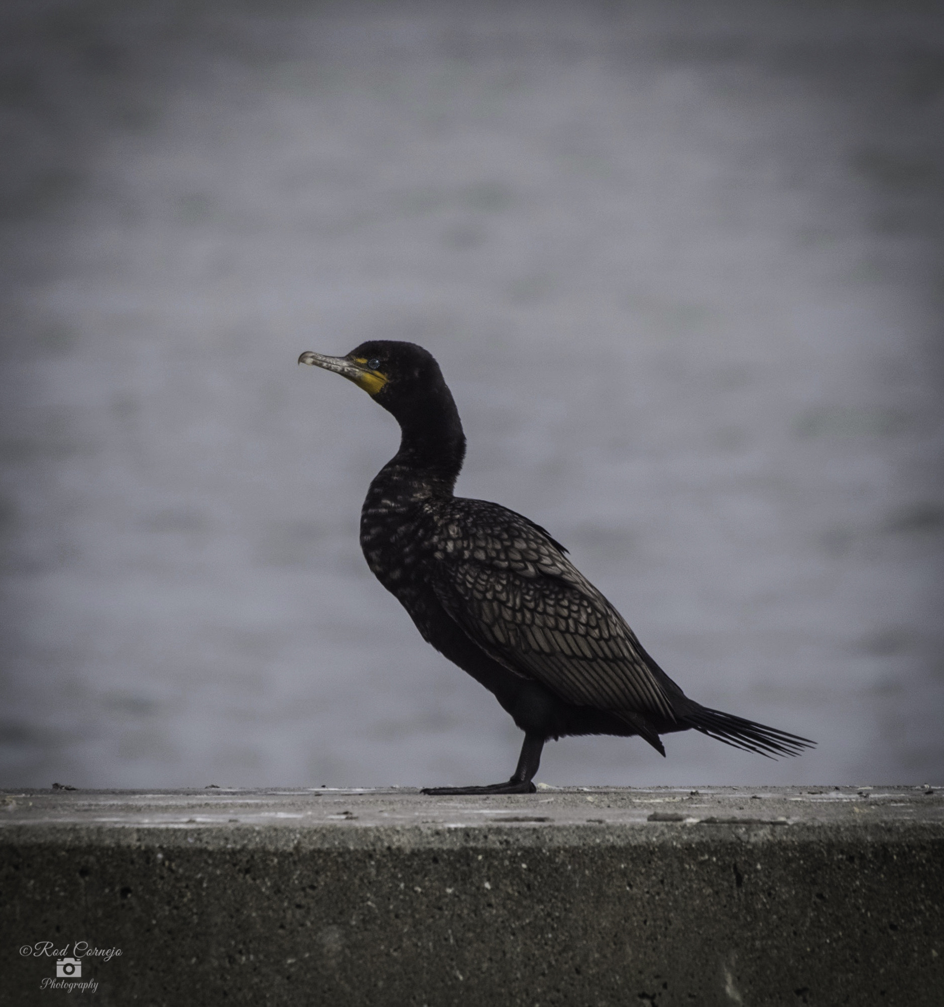 Olympus Zuiko Digital ED 70-300mm F4.0-5.6 sample photo. Cormorant... photography