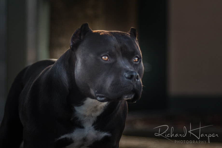 AF Zoom-Nikkor 80-200mm f/2.8 ED sample photo. Frankenstein photography