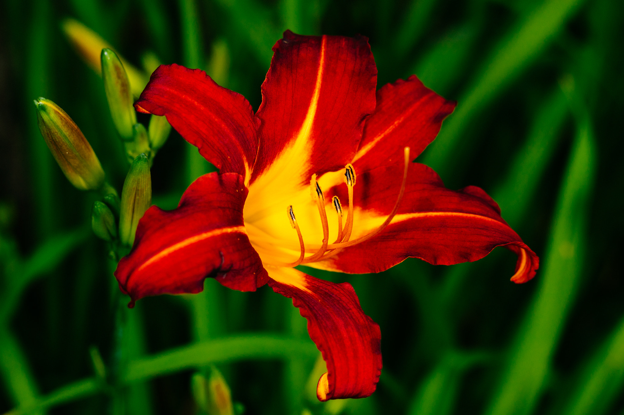 Canon EOS M3 + Canon EF 50mm F1.8 II sample photo. Red flower photography