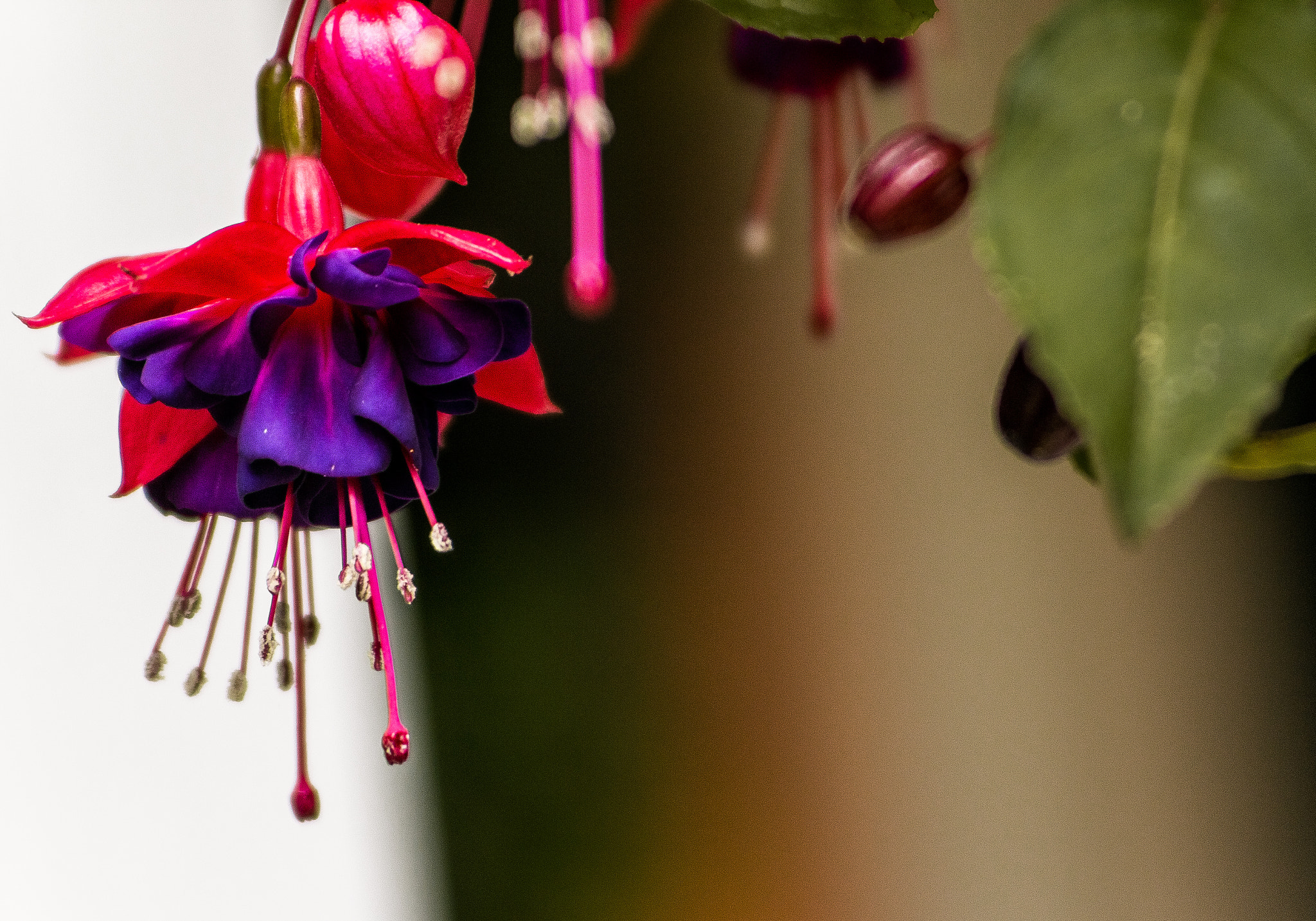 Canon EF 55-200mm F4.5-5.6 II USM sample photo. Red and purple in flora photography