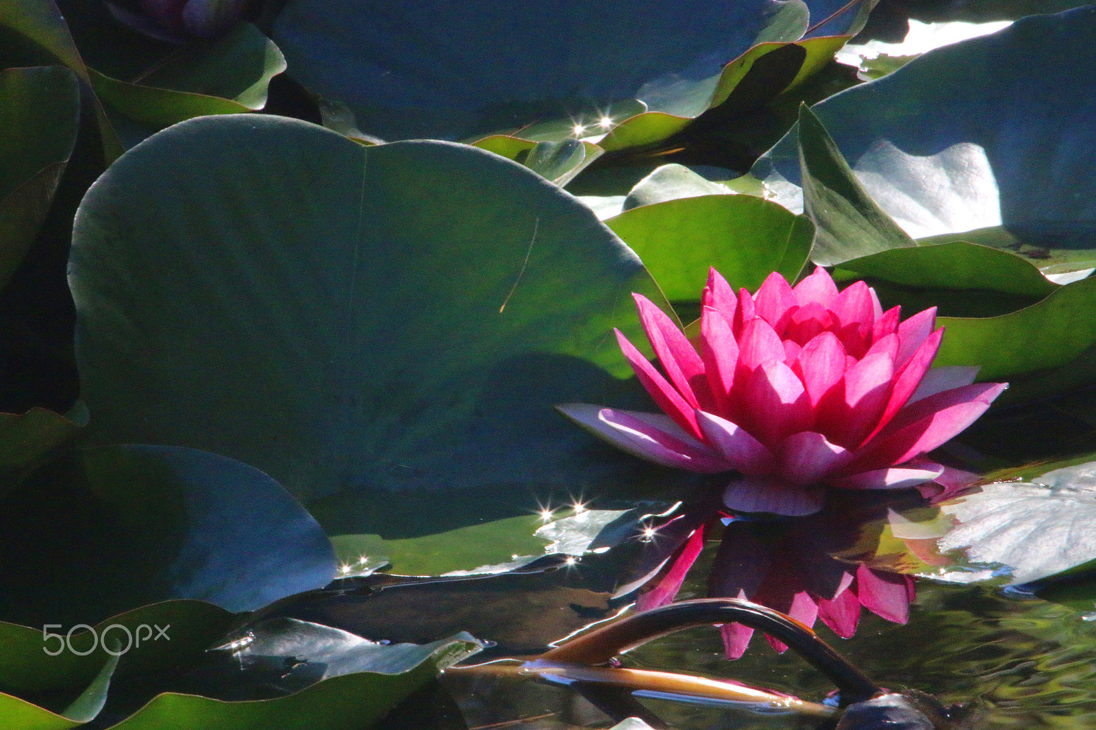 Canon EF 100-400mm F4.5-5.6L IS USM sample photo. Water lily at quarry hill botanical garden photography