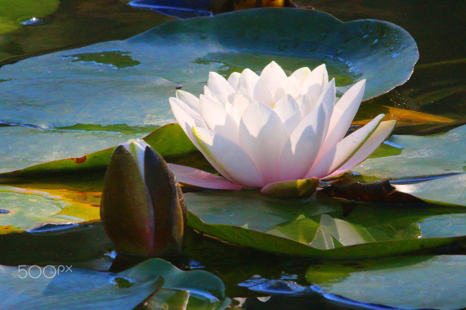 Canon EF 100-400mm F4.5-5.6L IS USM sample photo. Water lily at quarry hill botanical garden photography