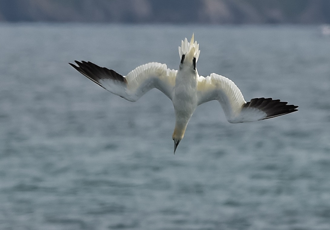 Nikon AF-S Nikkor 300mm F2.8G ED VR II sample photo. Diving gannet. photography