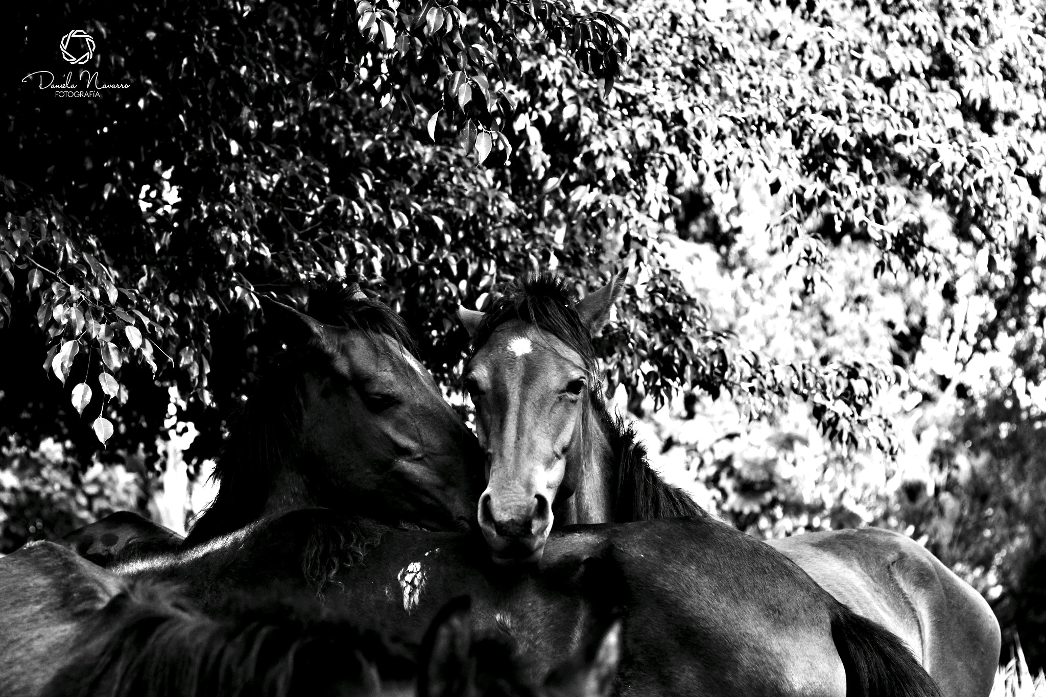 Canon EOS 700D (EOS Rebel T5i / EOS Kiss X7i) + Canon EF 50mm F1.8 II sample photo. Tebaida-quindío, colombia photography