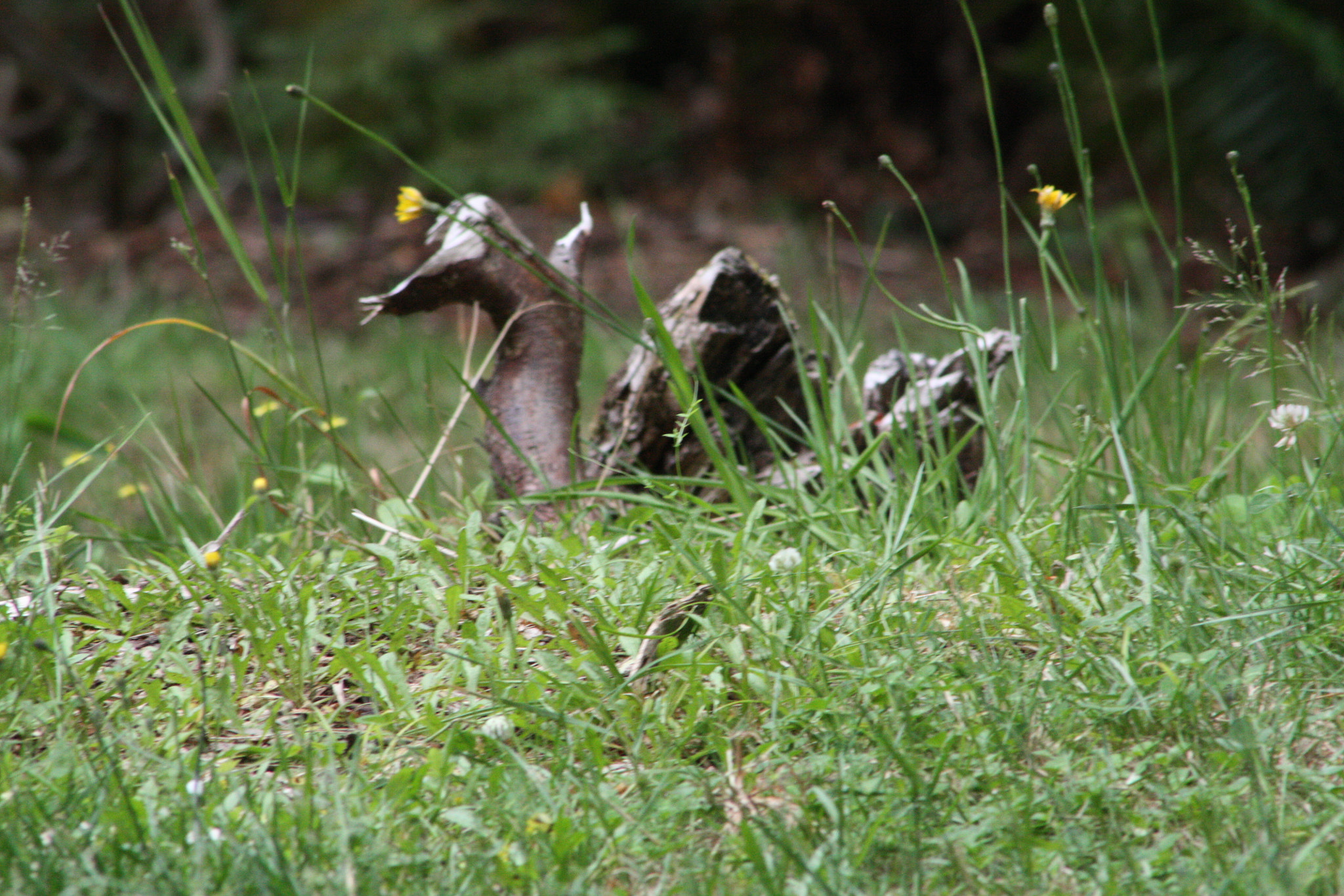 Canon EOS 450D (EOS Rebel XSi / EOS Kiss X2) sample photo. A wooden duck photography