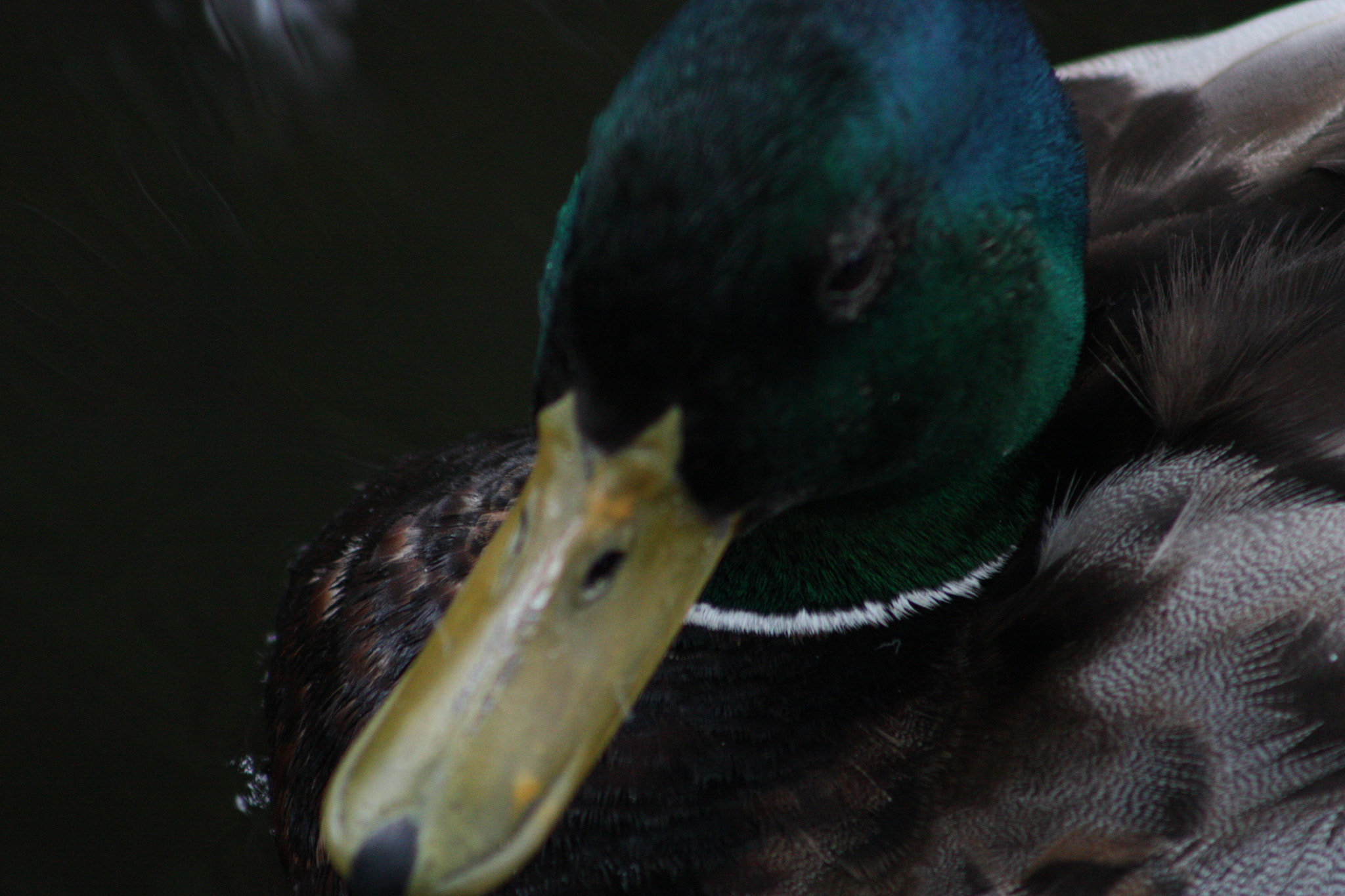 Canon EOS 450D (EOS Rebel XSi / EOS Kiss X2) sample photo. I'm a duck photography